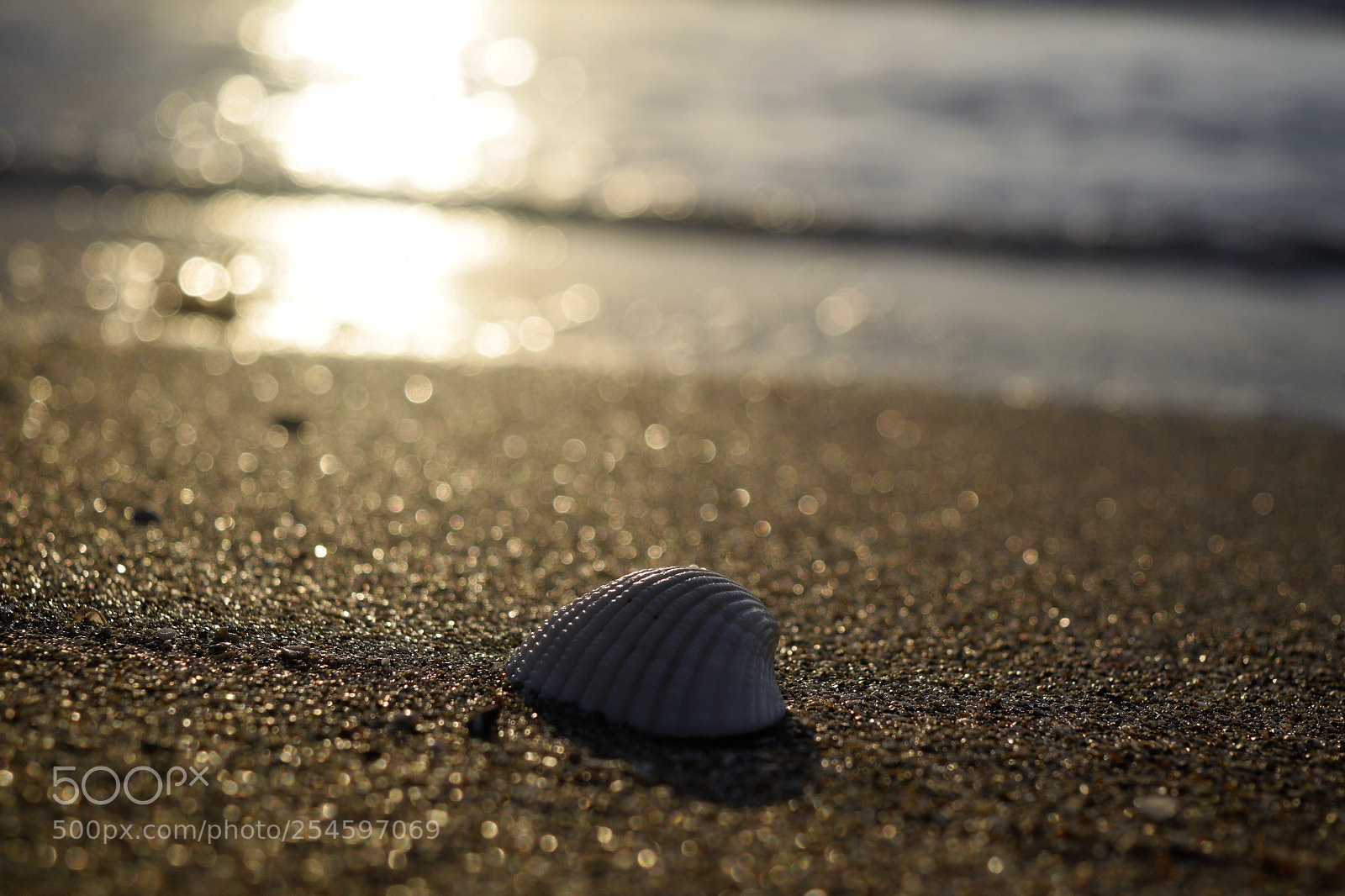 Nikon D3300 sample photo. Lonely shell photography