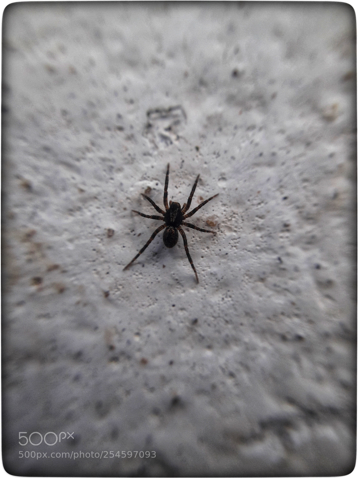 Samsung Galaxy J7 Neo sample photo. Macro photography