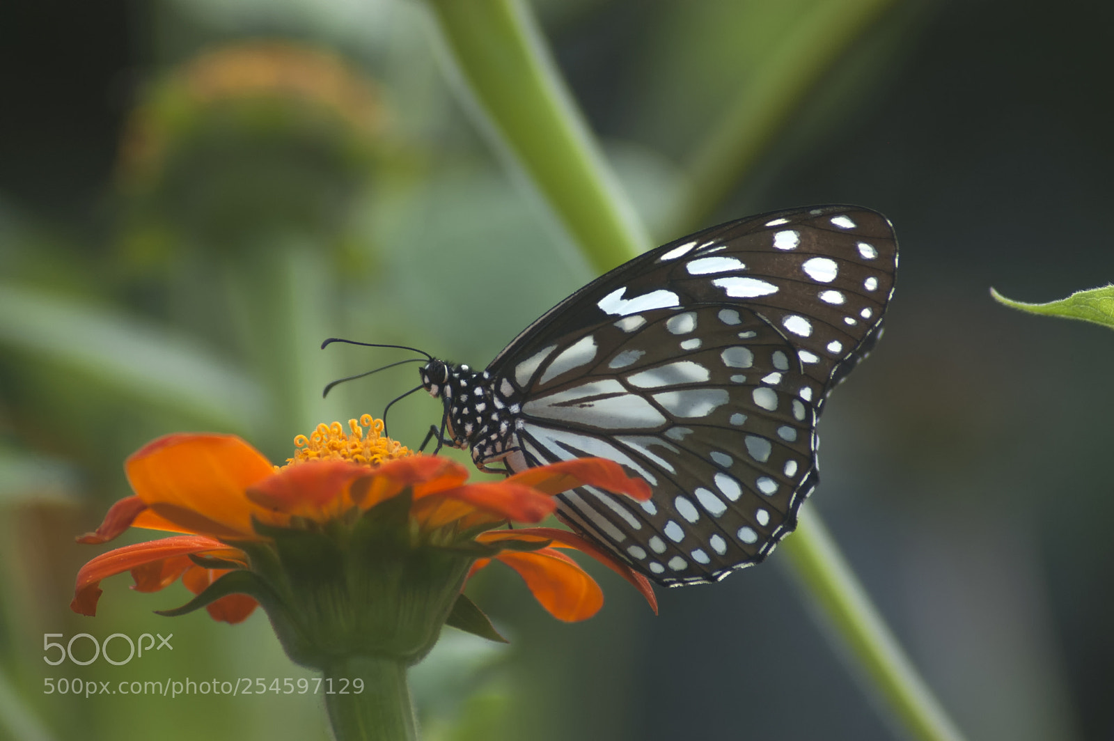 Nikon D50 sample photo. Blue tiger butterfly on photography