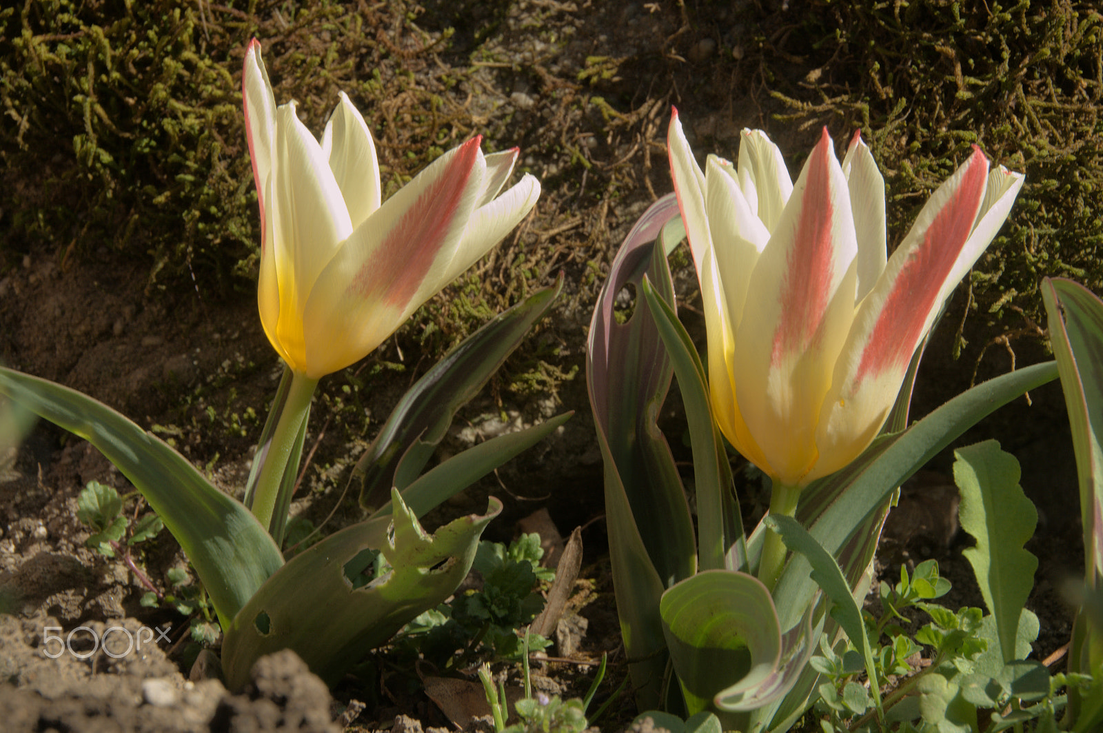 Nikon D300 sample photo. Tulips photography