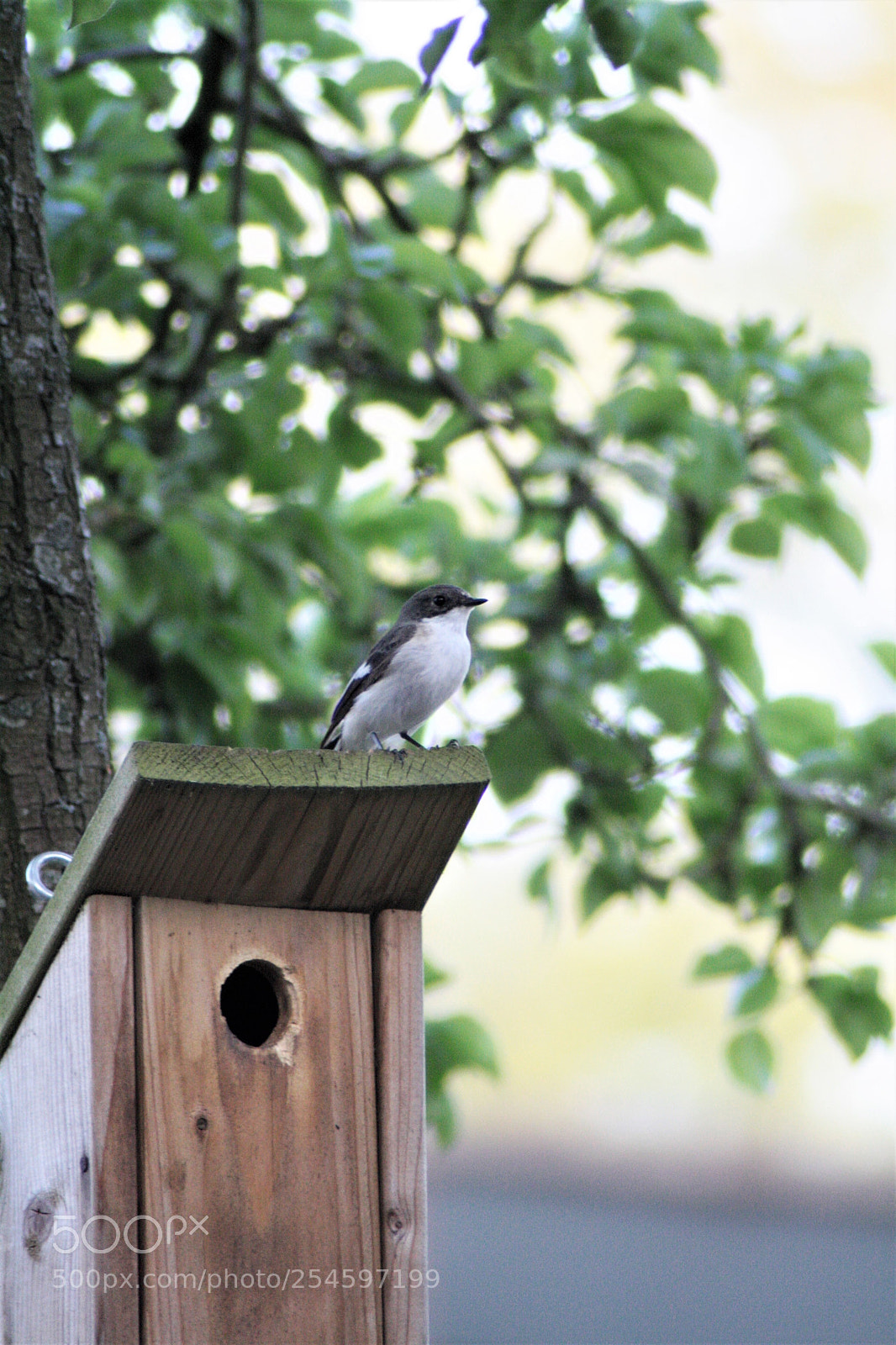 Canon EOS 1000D (EOS Digital Rebel XS / EOS Kiss F) sample photo. European pied flycatcher photography