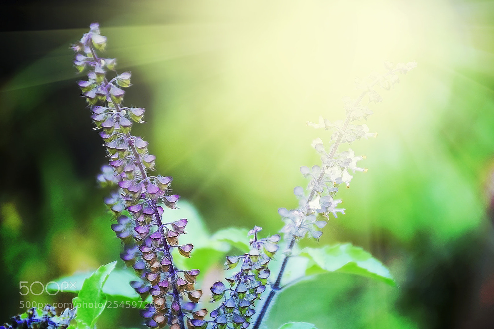 Nikon D5300 sample photo. Holi basil flower and photography