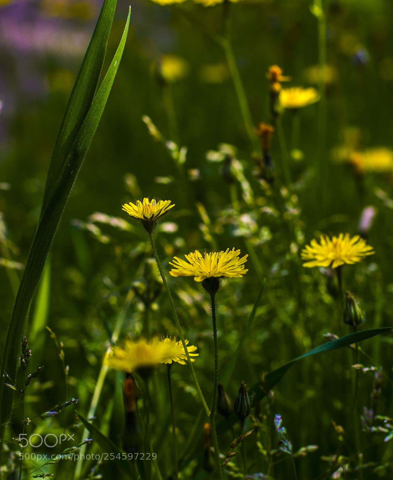 Canon EOS 70D sample photo. Yellow flowers photography