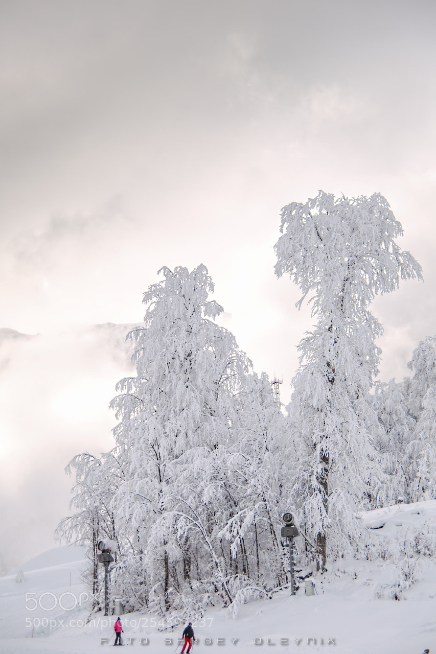 Canon EOS 5D Mark II sample photo. Winter's tale photography