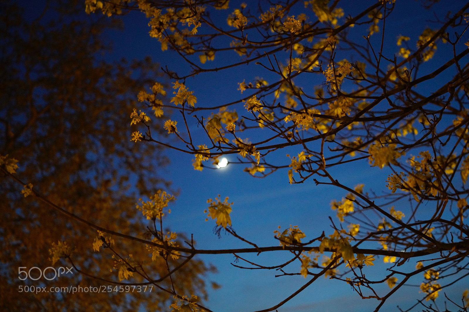 Sony a7R II sample photo. Moon photography