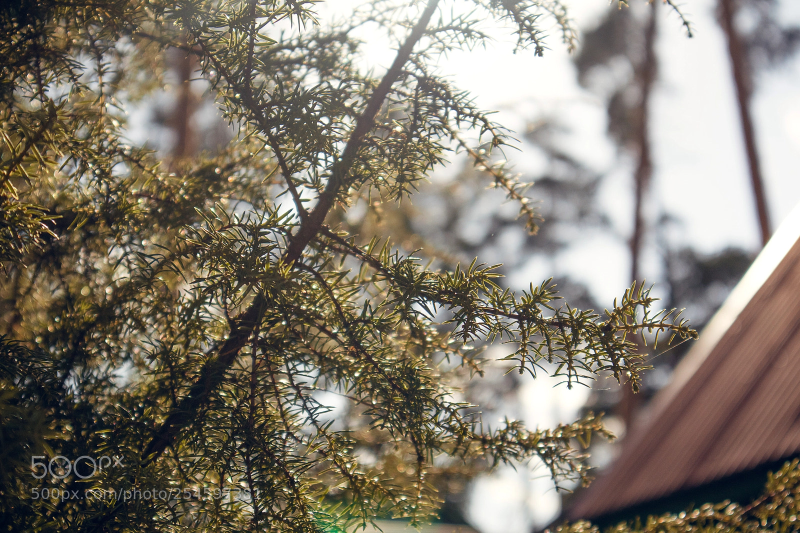 Canon EOS M3 sample photo. Spring days 2 photography