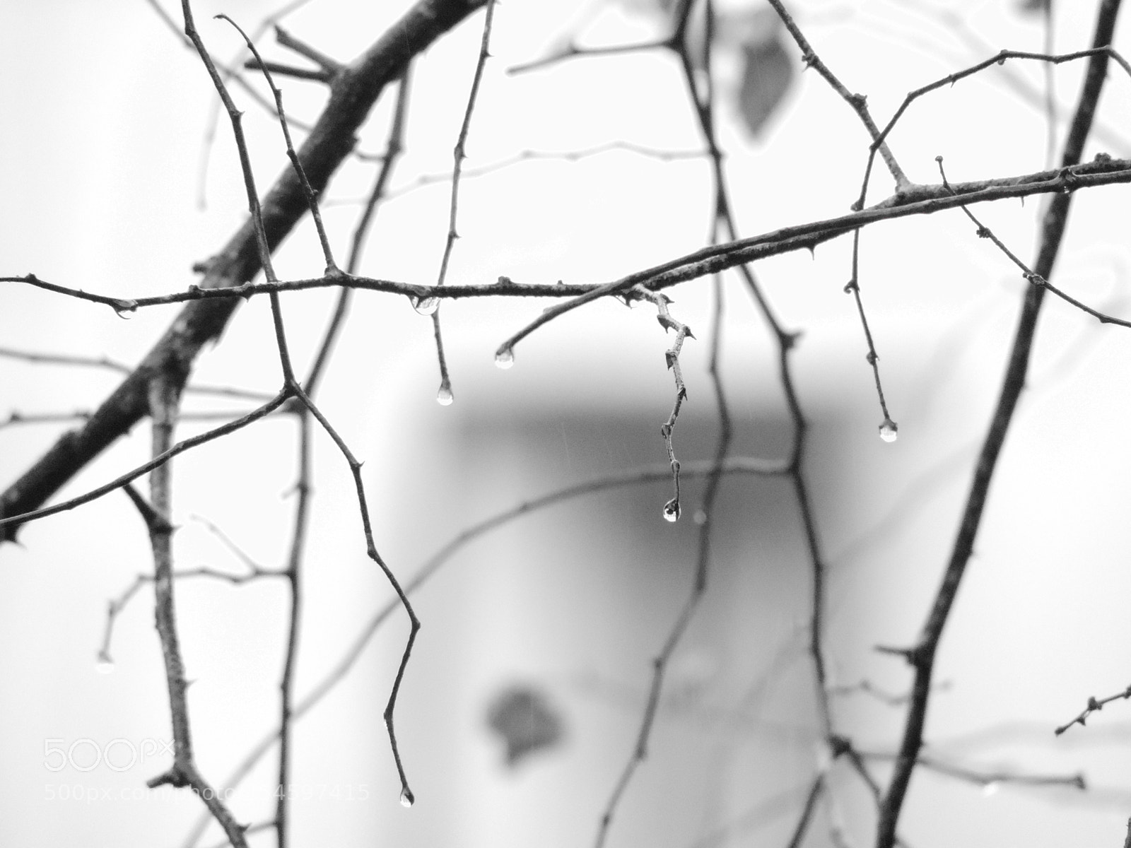 Nikon Coolpix P520 sample photo. Monchrome series photography