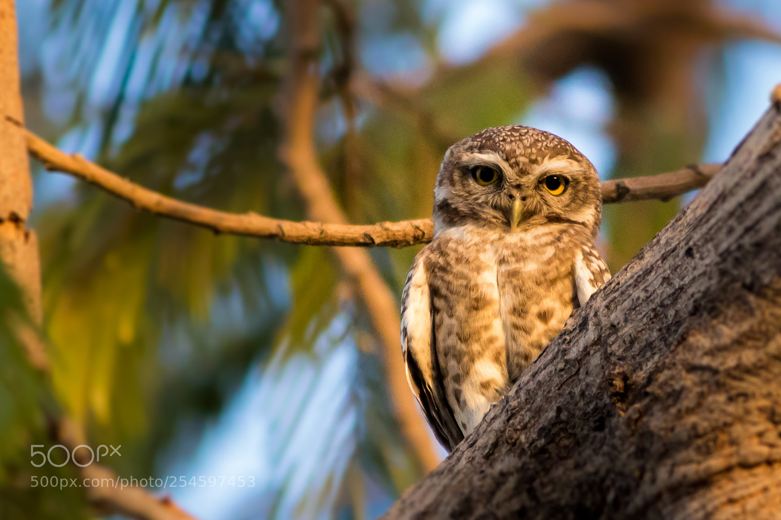 Canon EOS 750D (EOS Rebel T6i / EOS Kiss X8i) sample photo. Indian wood owl photography