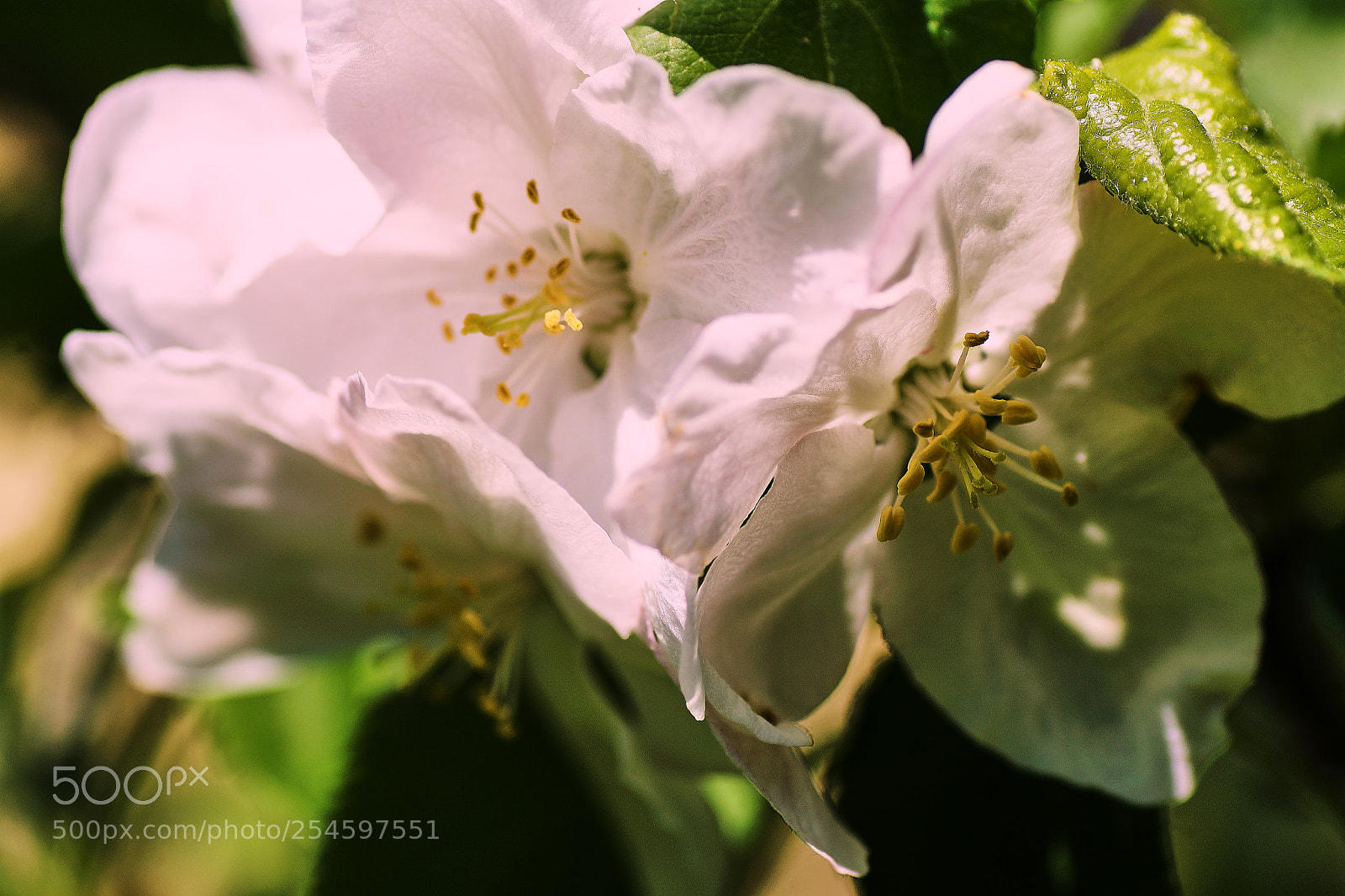 Sony ILCA-77M2 sample photo. Presage photography