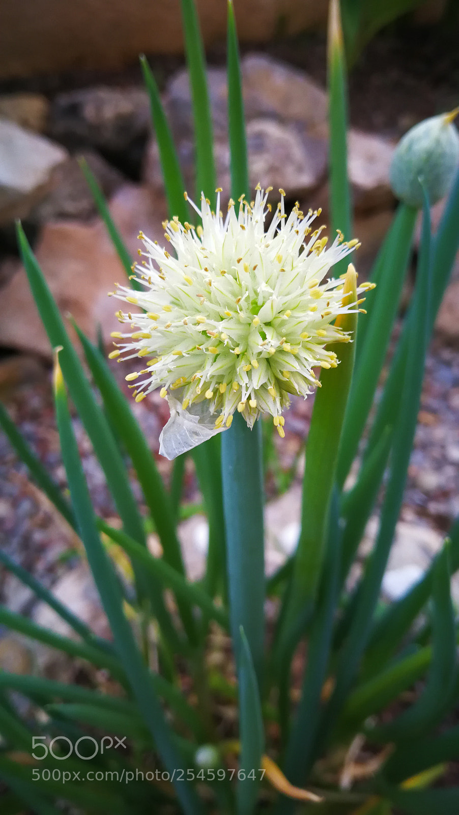 HUAWEI Mate 9 sample photo. Untitled photography