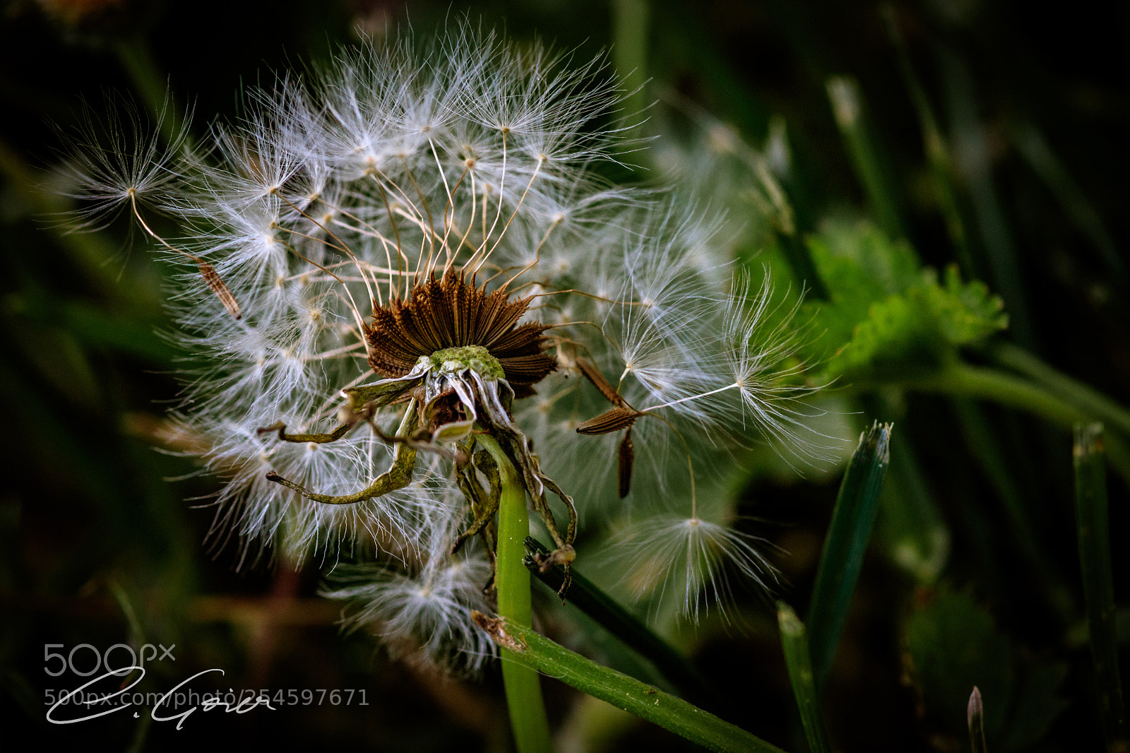 Canon EOS 77D (EOS 9000D / EOS 770D) sample photo. The circle of life photography