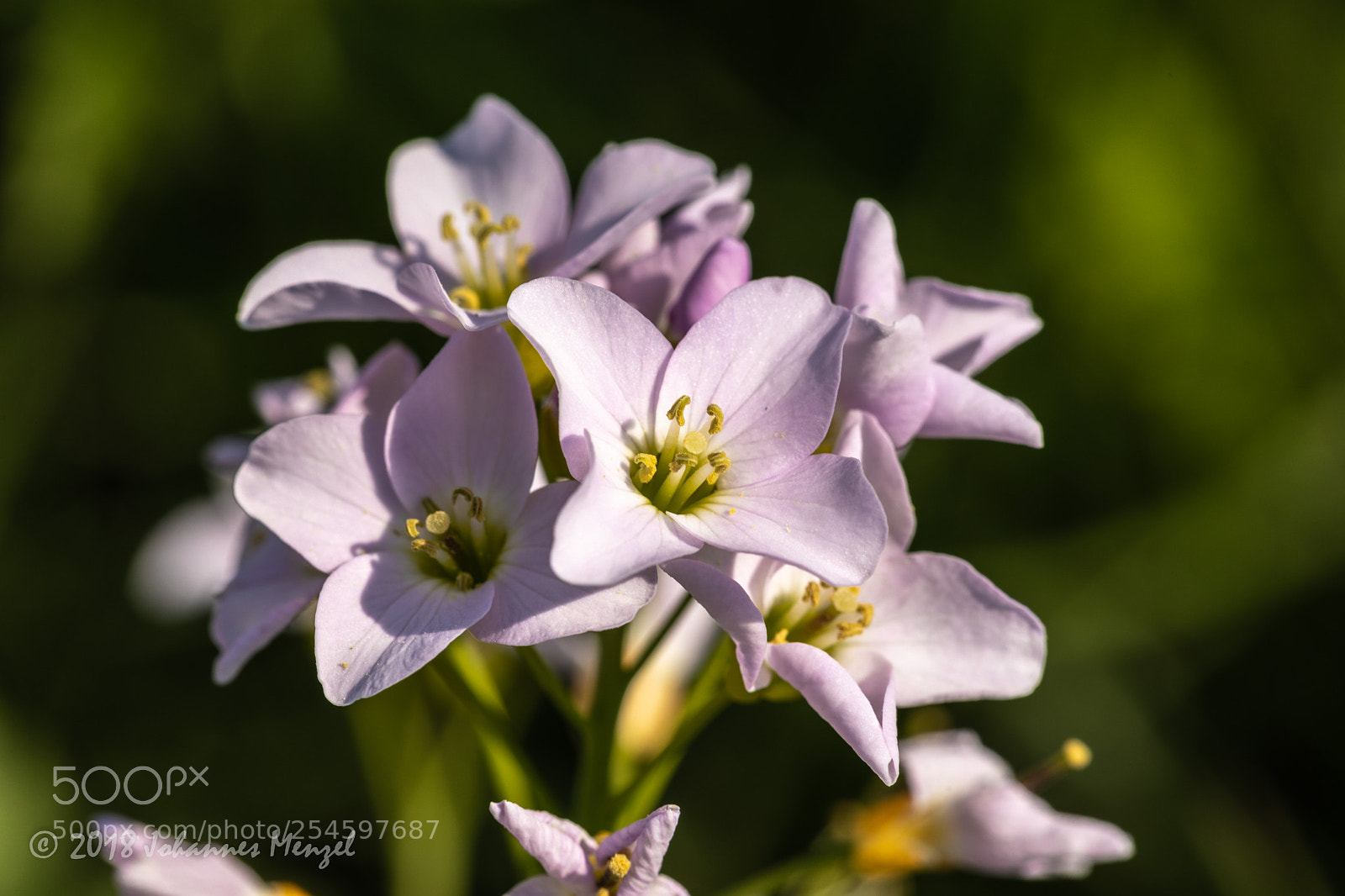 Canon EOS 5D Mark IV sample photo. Spring flowers photography