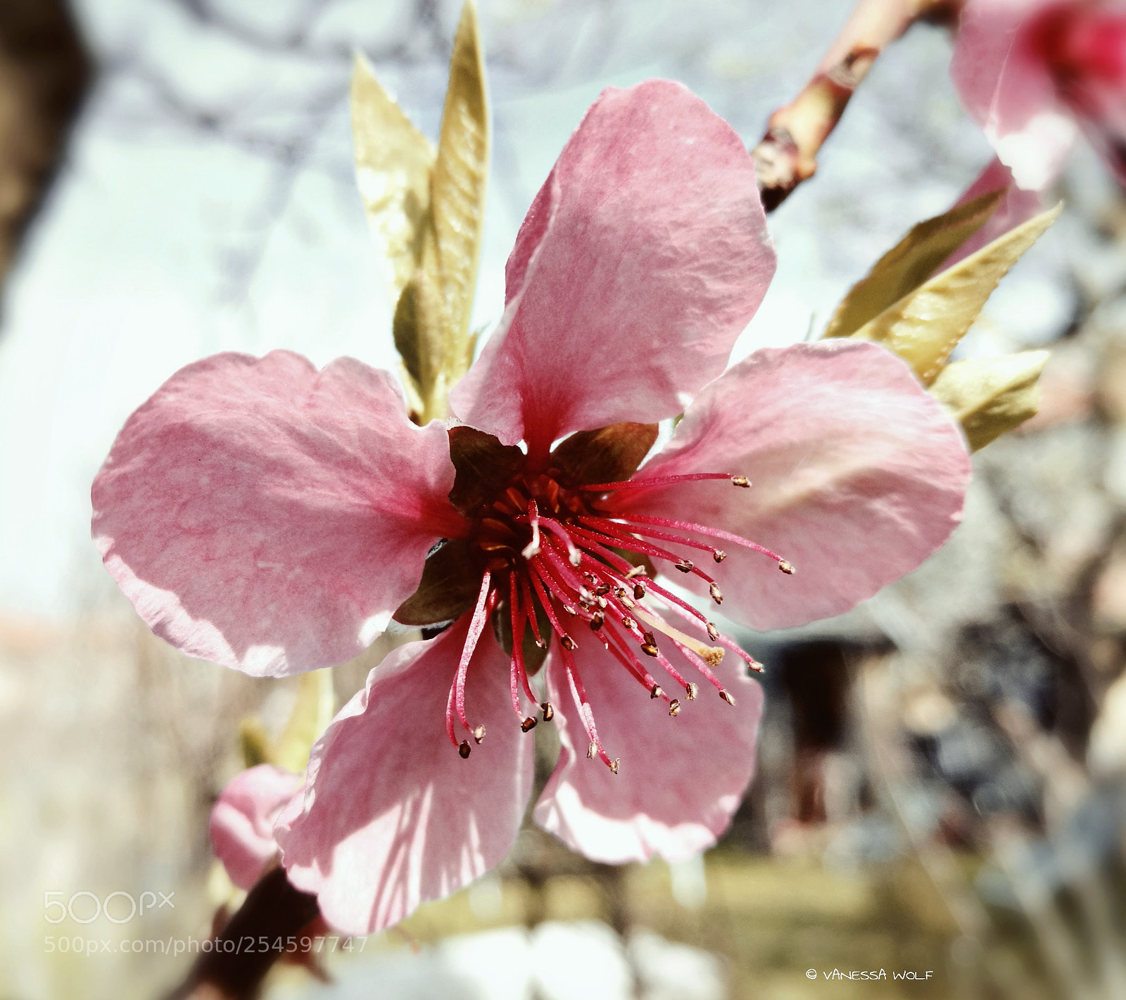 HUAWEI P9 sample photo. Cherry blossom photography