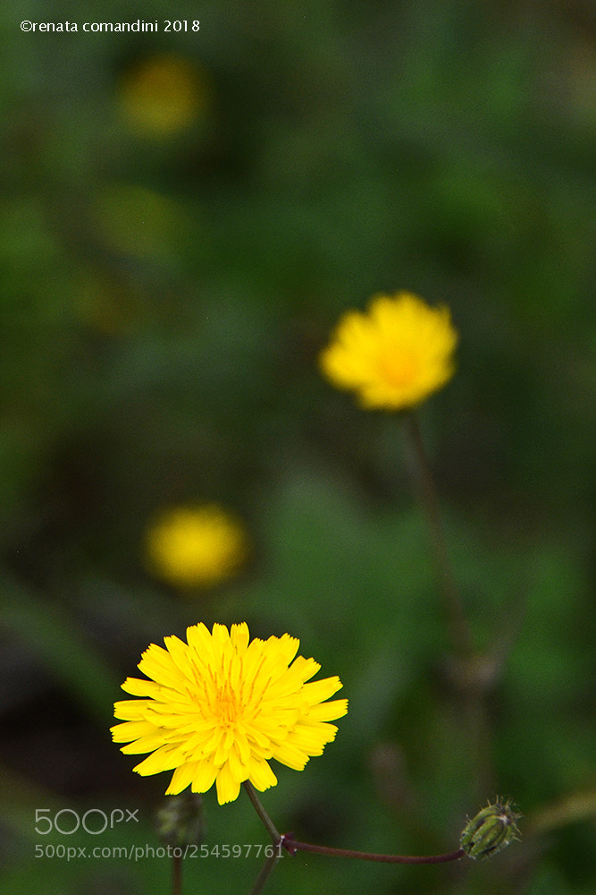 Nikon D5200 sample photo. Piccolo sole - small photography