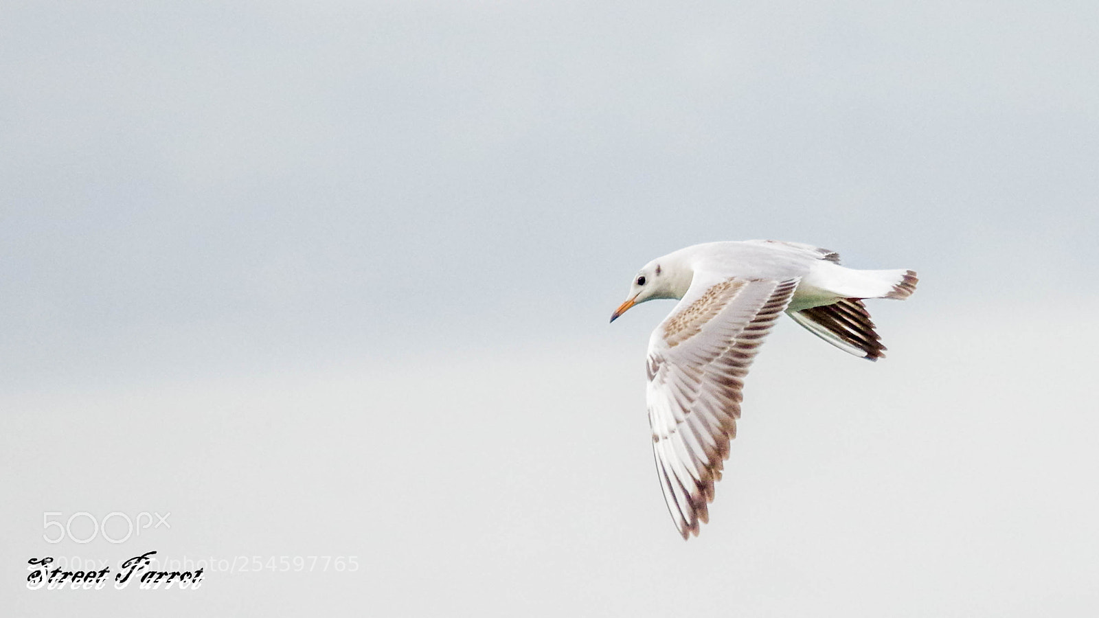 Pentax K-3 II sample photo. Martı - seagull photography