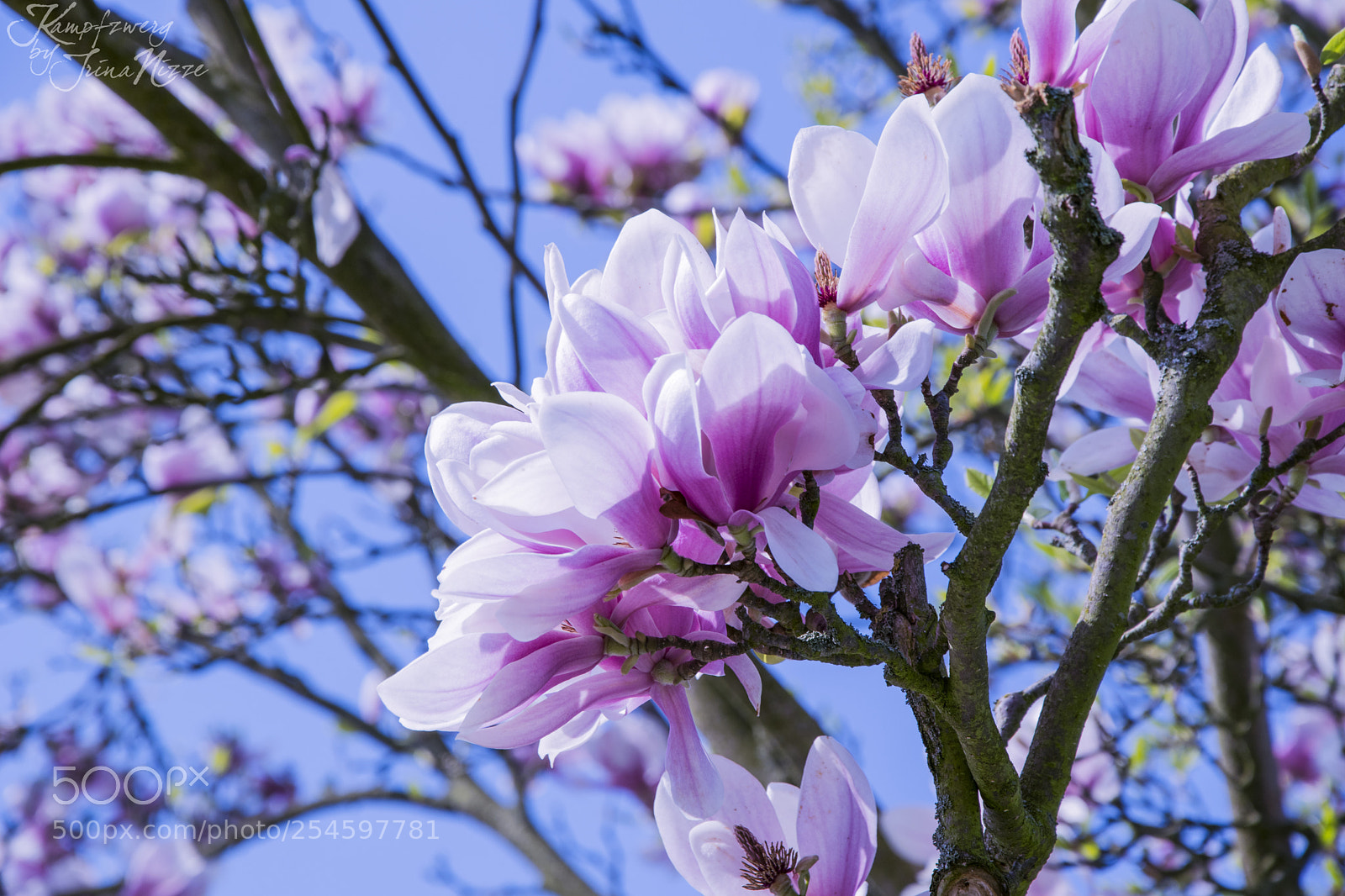 Nikon D3300 sample photo. Untitled photography