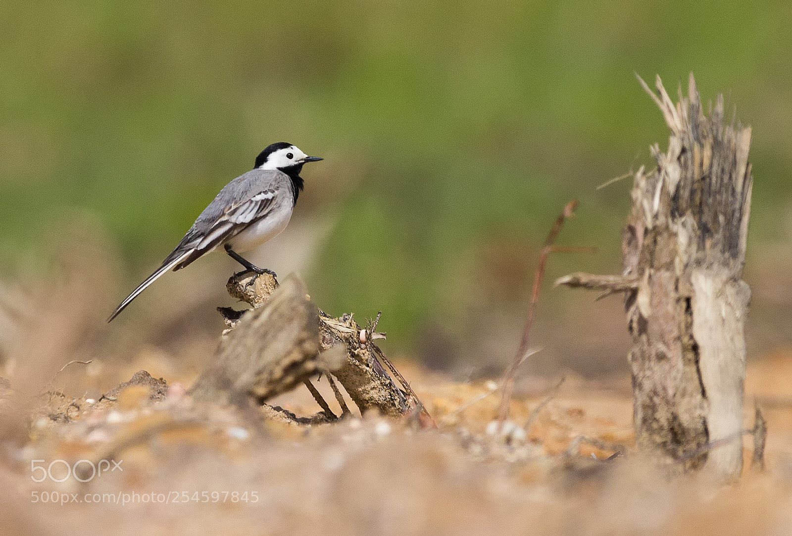 Canon EOS 600D (Rebel EOS T3i / EOS Kiss X5) sample photo. Motacilla alba photography