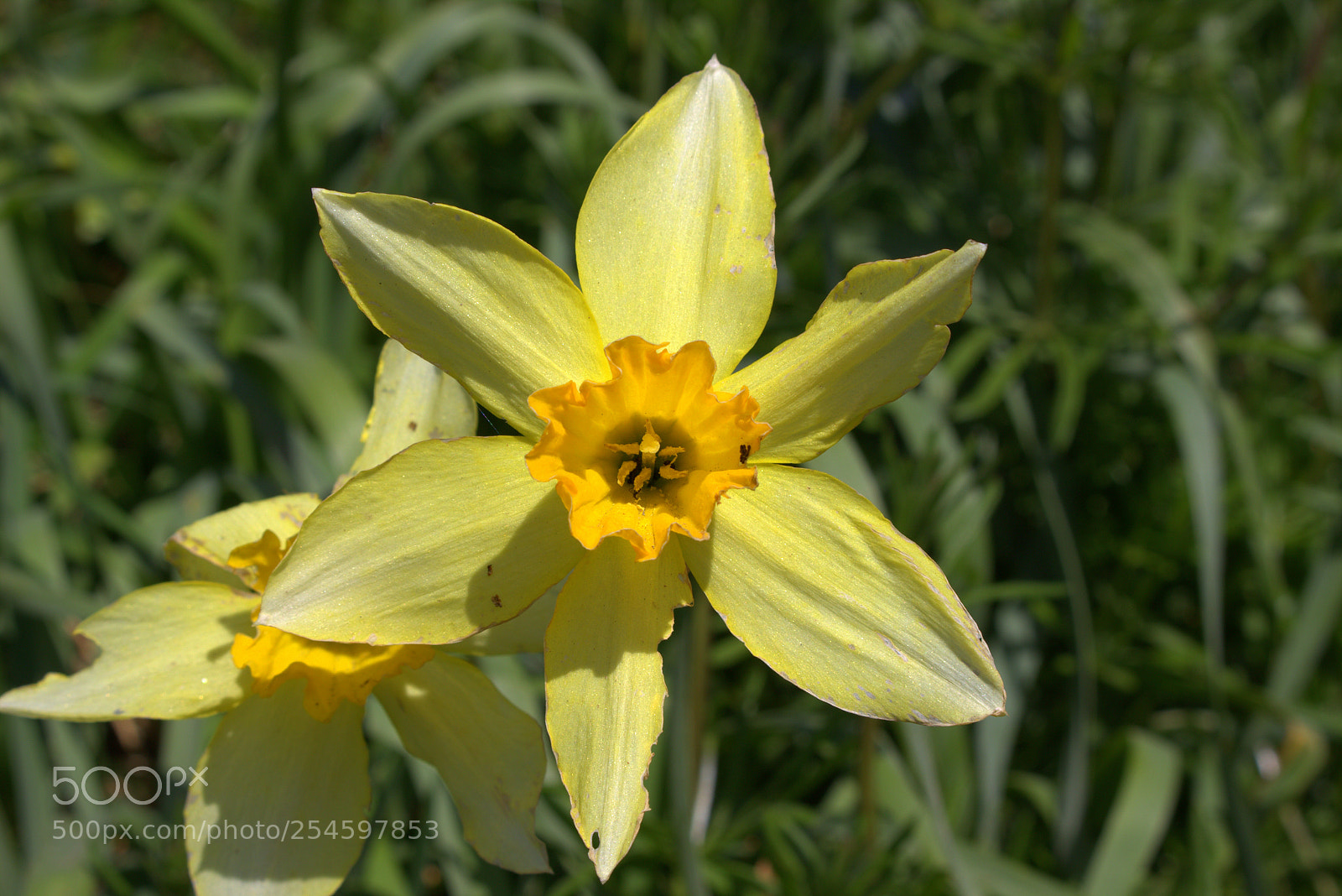 Canon EOS 100D (EOS Rebel SL1 / EOS Kiss X7) sample photo. Daffodil daze photography
