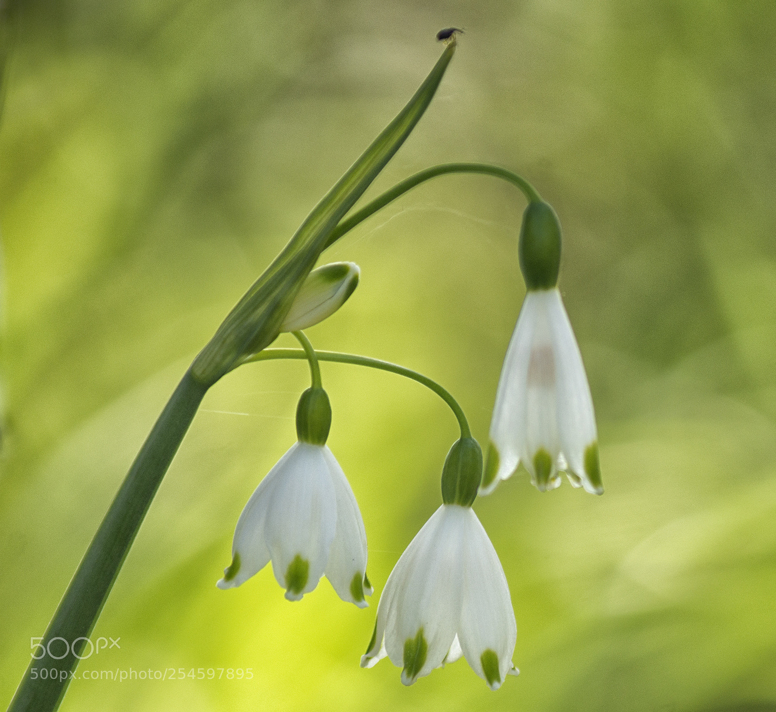 Sony SLT-A77 sample photo. The three bells photography