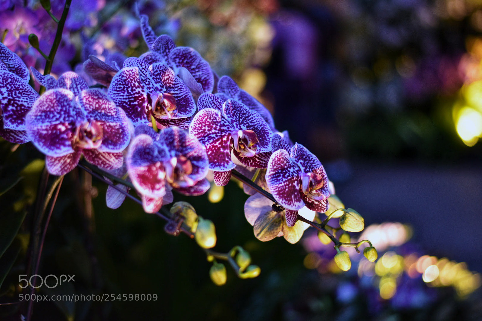 Nikon D3400 sample photo. National orchid garden photography