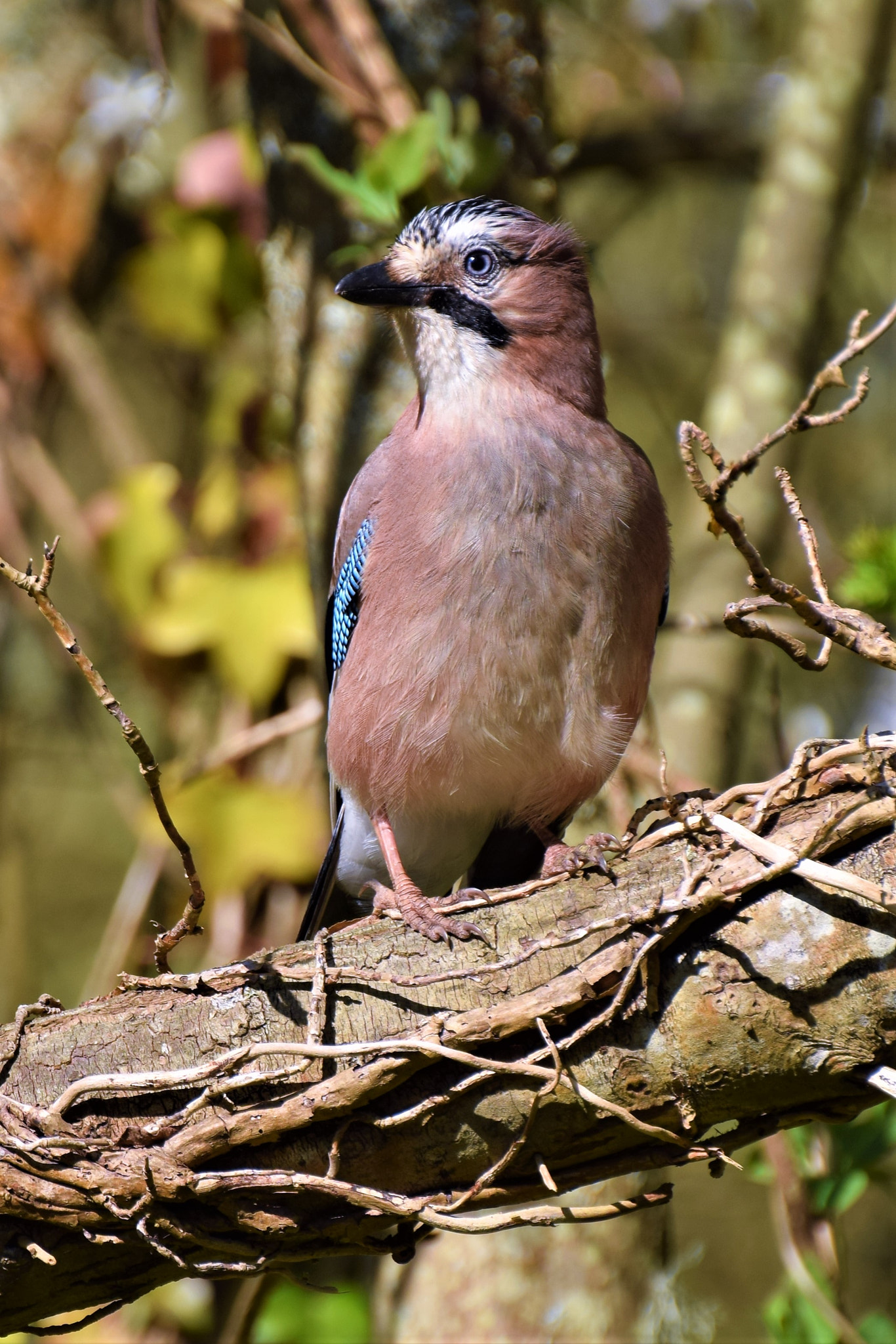 Nikon D5300 sample photo. Jay on branch photography