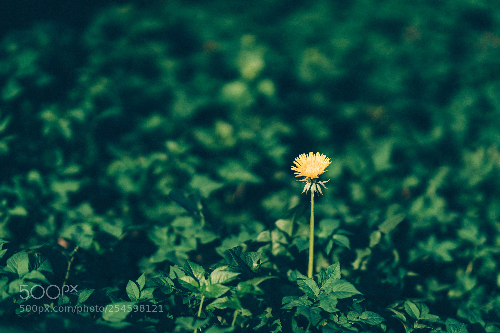 Sony a7R II sample photo. Ambition photography