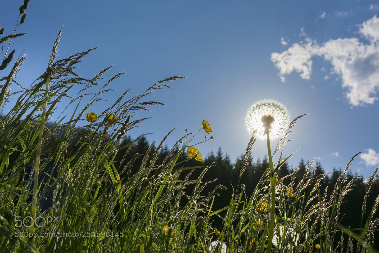 Nikon D7100 sample photo. ...aura.. photography