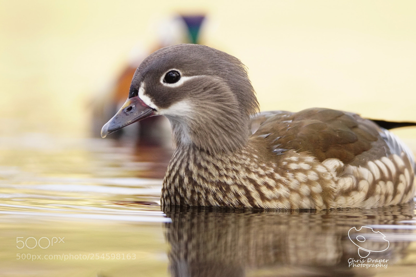 Sony ILCA-77M2 sample photo. Mrs mandarin duck photography