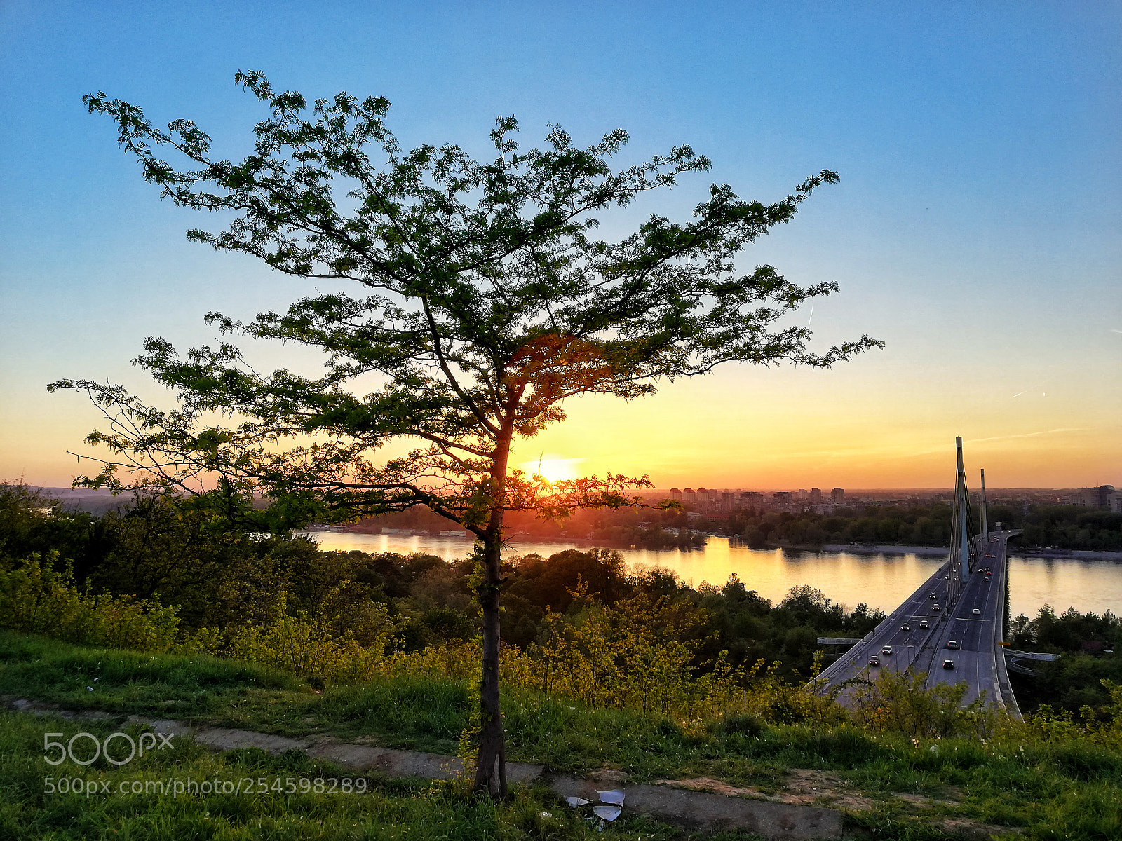 HUAWEI Mate 10 Lite sample photo. Tree photography