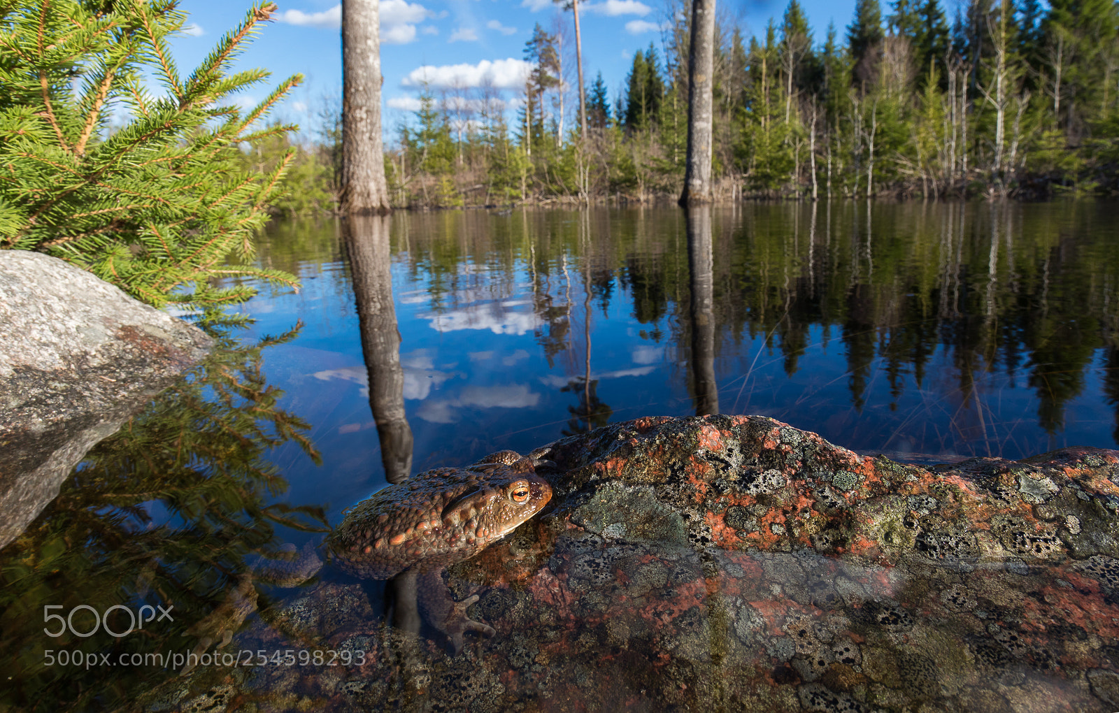 Canon EOS 5D Mark IV sample photo. Eveningsun at the toad photography