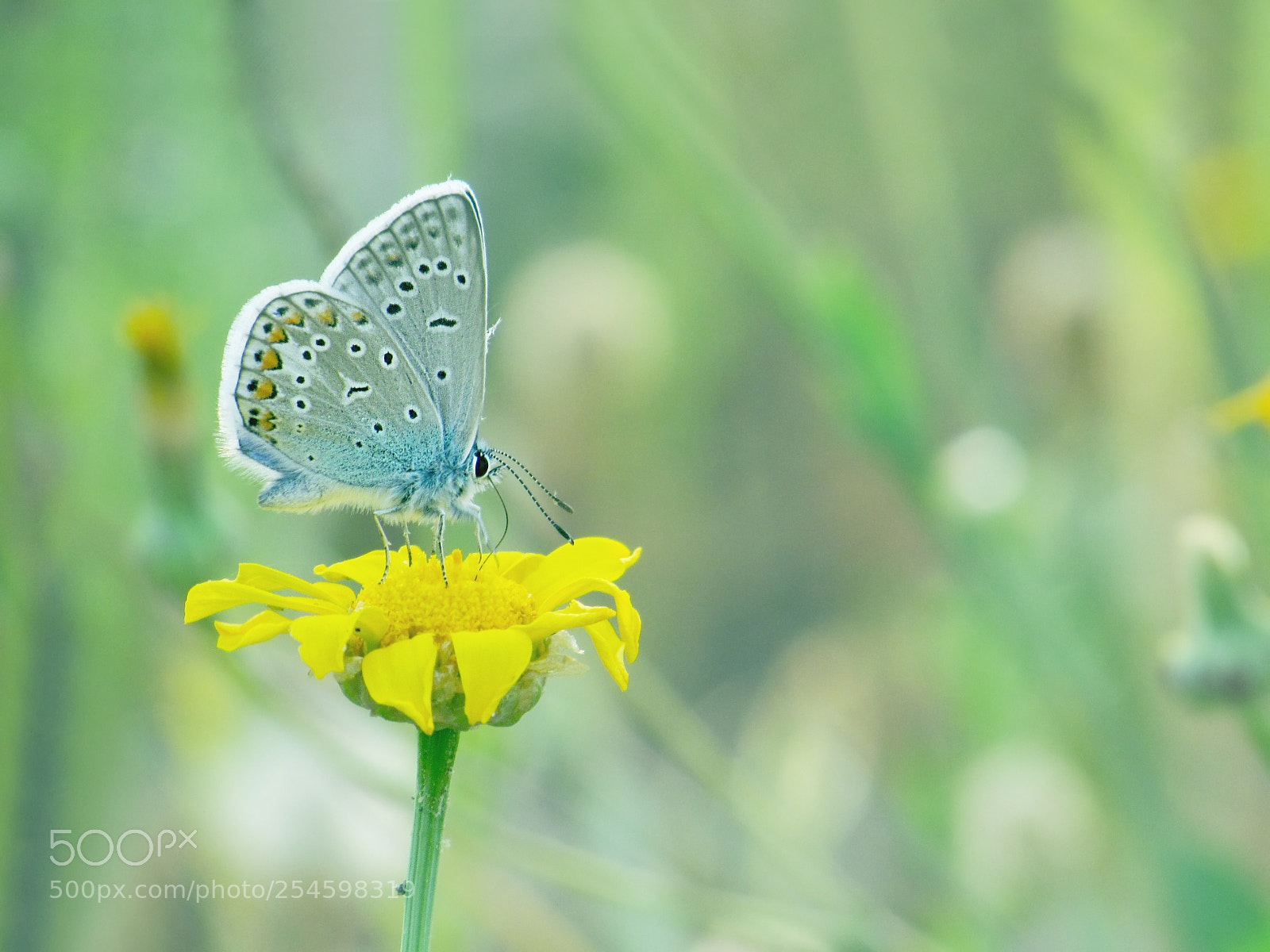 Canon PowerShot SX30 IS sample photo. Common blue (polyommatus icarus) photography