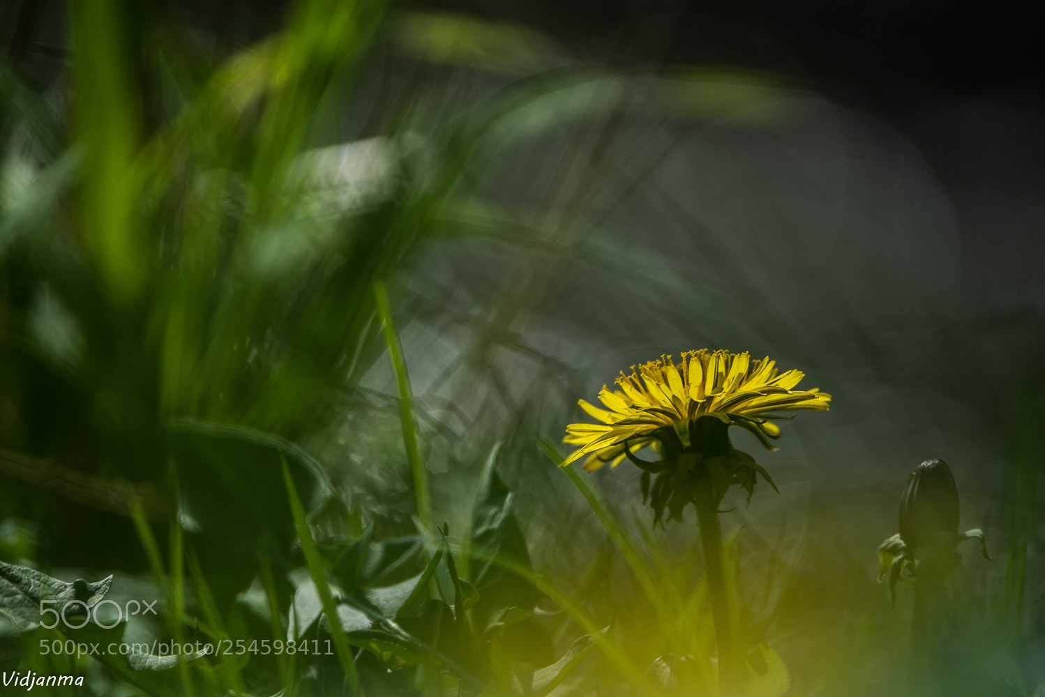 Nikon D610 sample photo. Along the yellow river photography