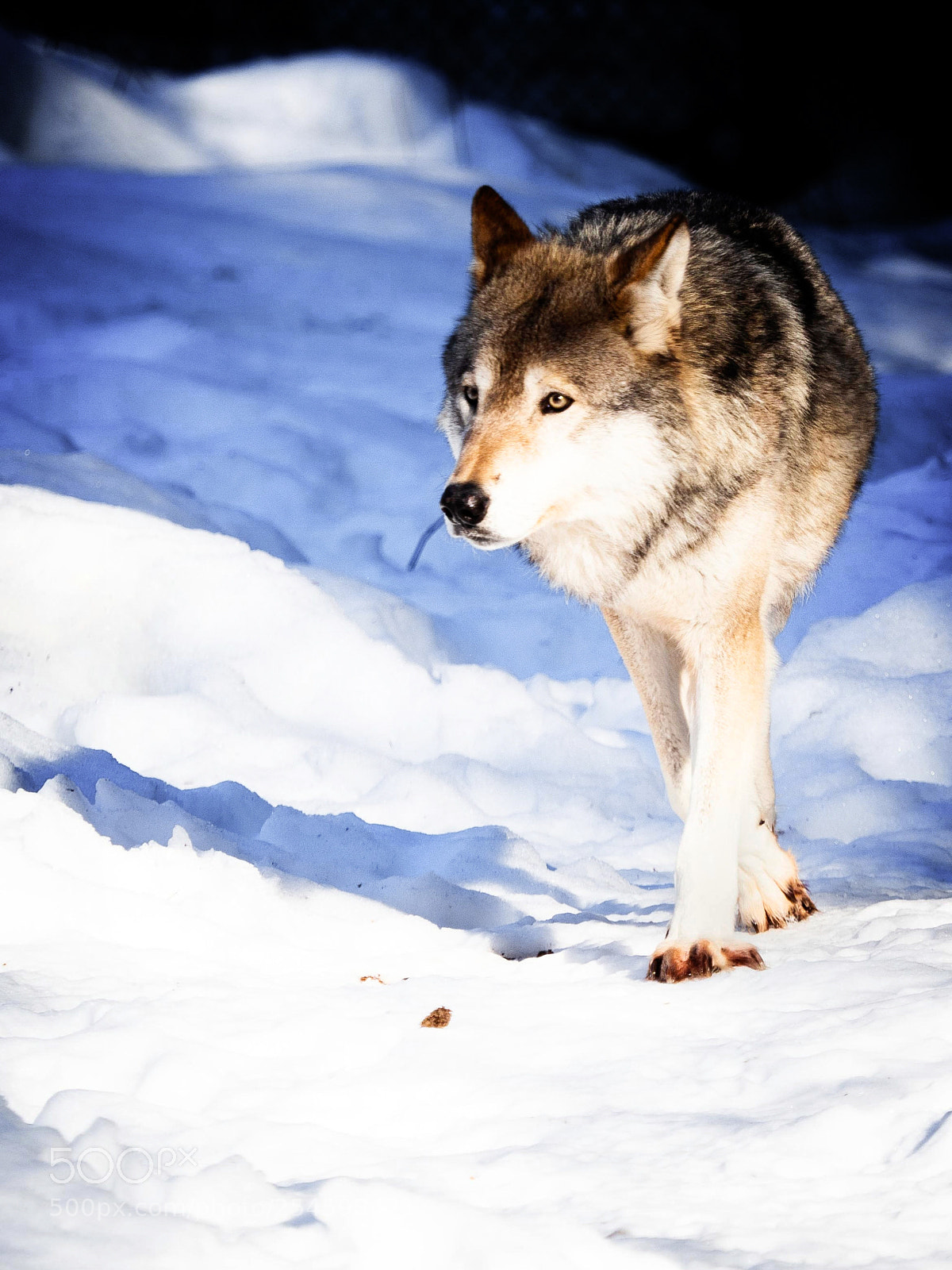 Olympus OM-D E-M1 Mark II sample photo. Prowling photography