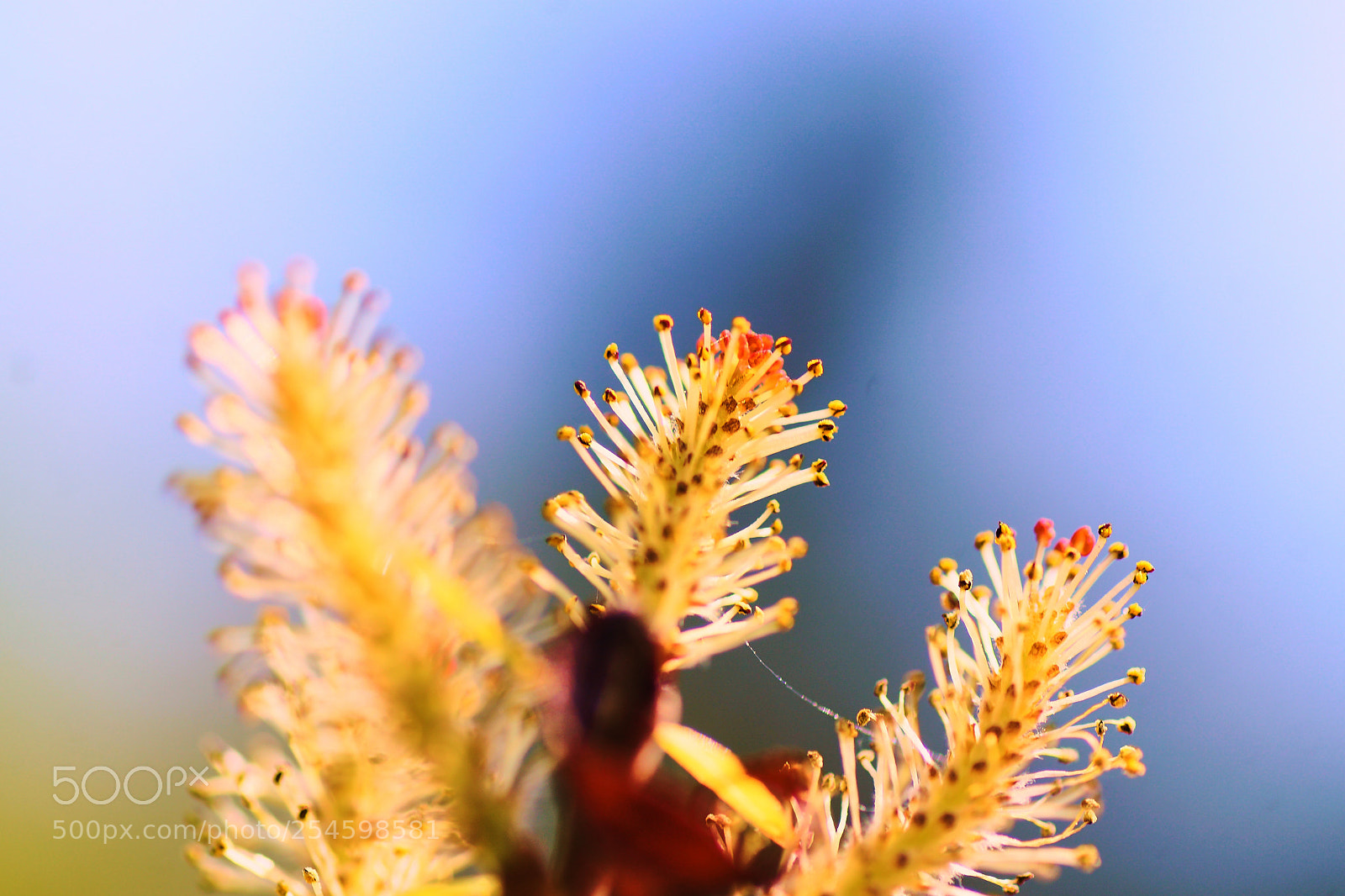Sony ILCA-77M2 sample photo. Filigree 2 photography