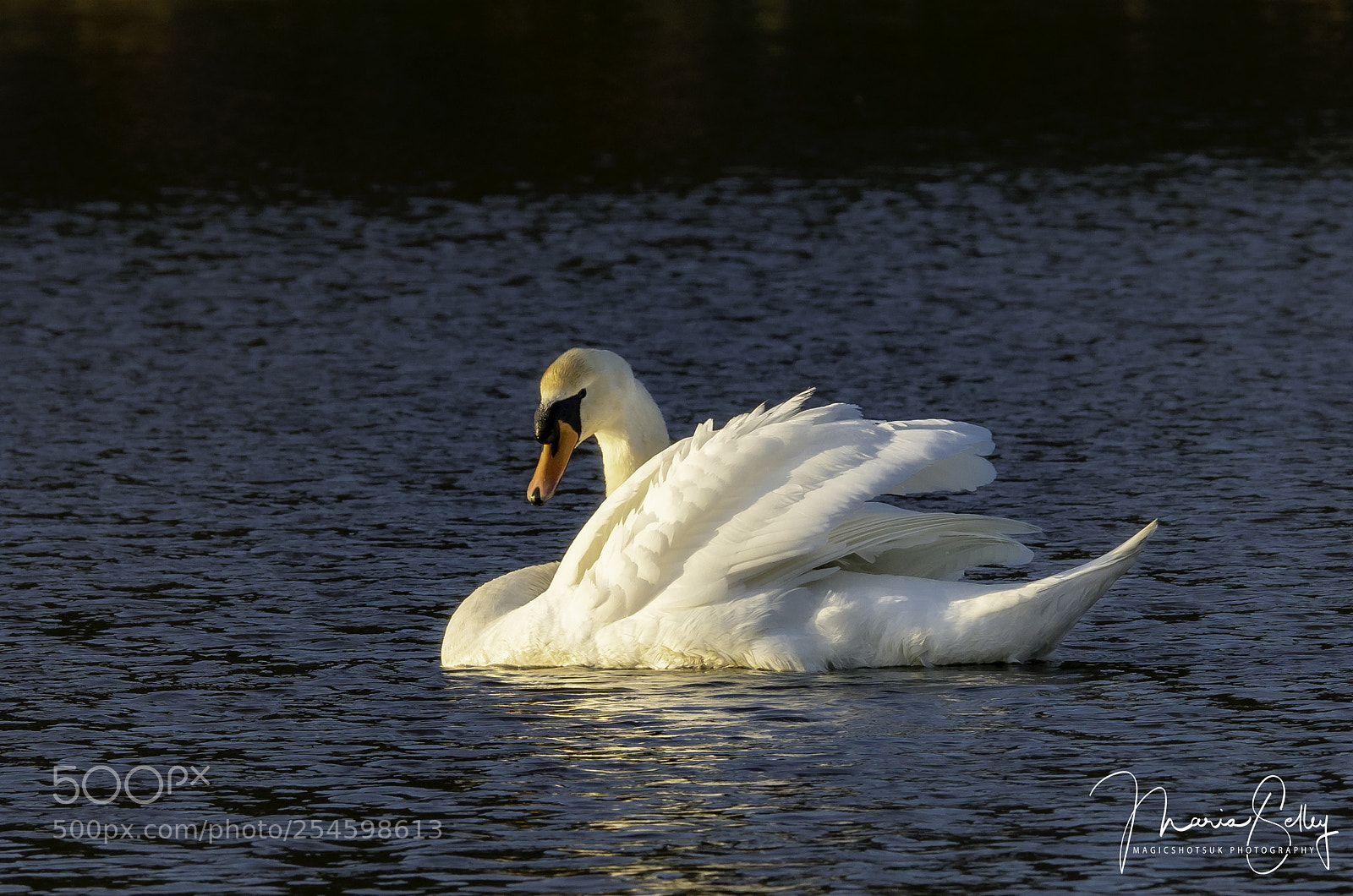 Olympus OM-D E-M1 Mark II sample photo. Handsome swan photography