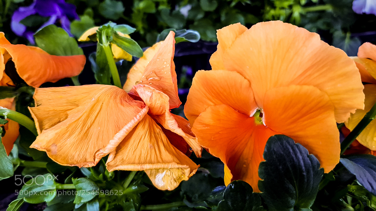 Samsung Galaxy S8 sample photo. A beautiful orange colored photography