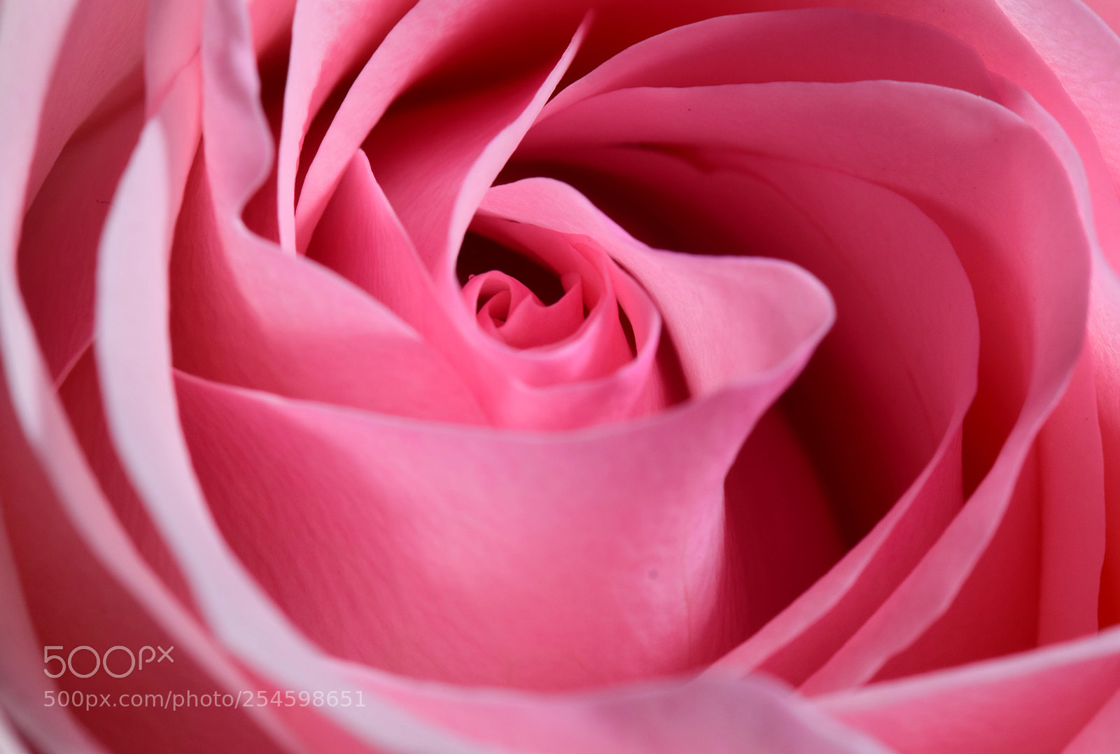 Nikon D5300 sample photo. Details photography