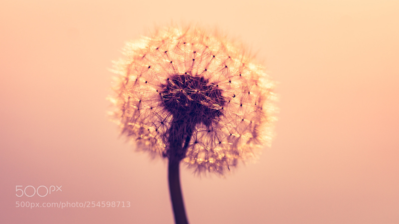 Sony SLT-A58 sample photo. Dandelion at sunset photography