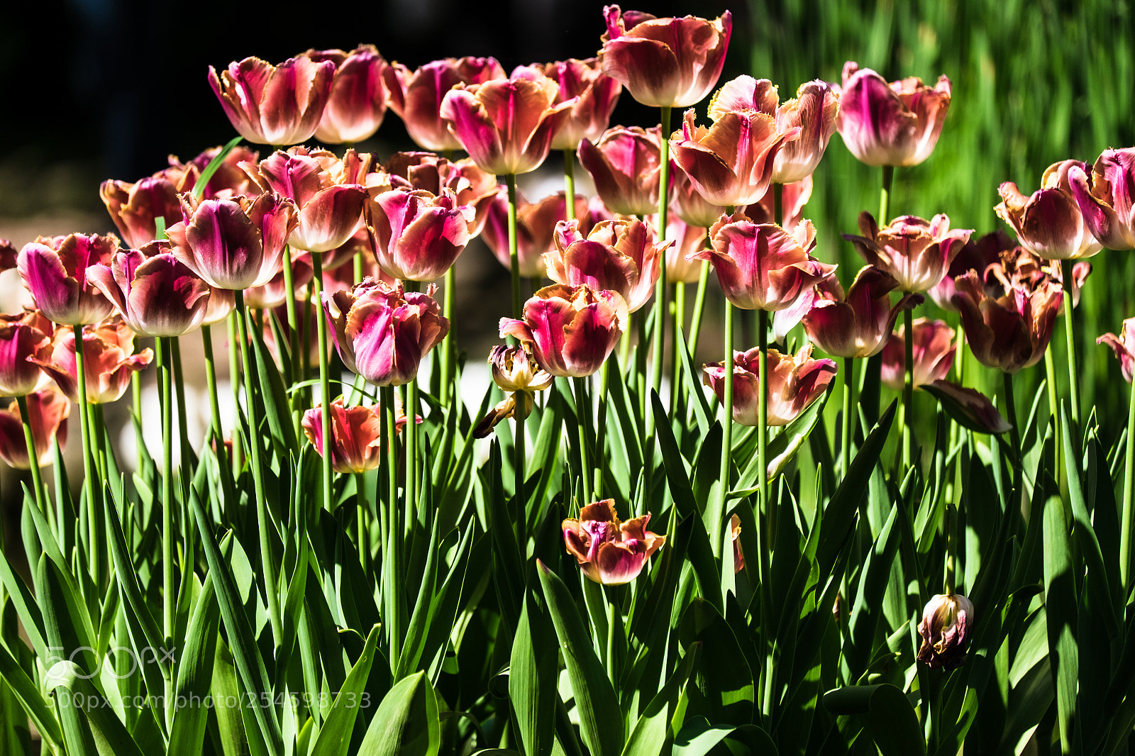 Fujifilm X-T10 sample photo. ... tulip ... photography
