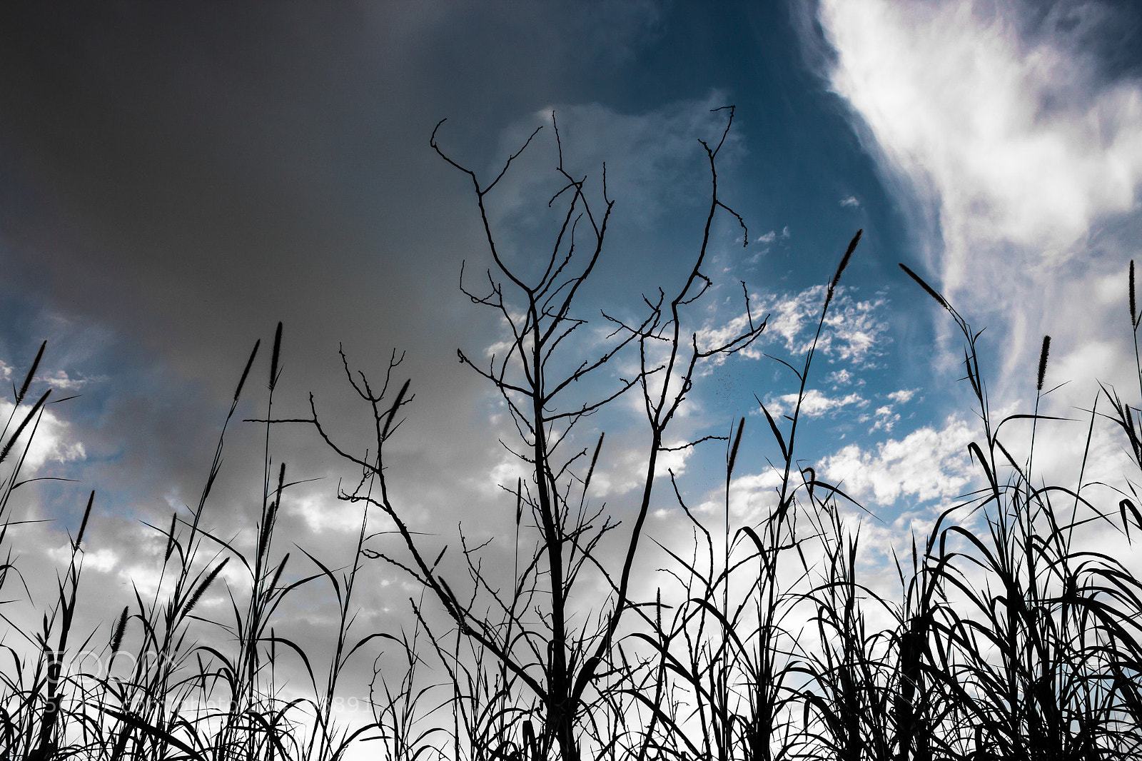 Canon EOS 1200D (EOS Rebel T5 / EOS Kiss X70 / EOS Hi) sample photo. Thunder tree photography