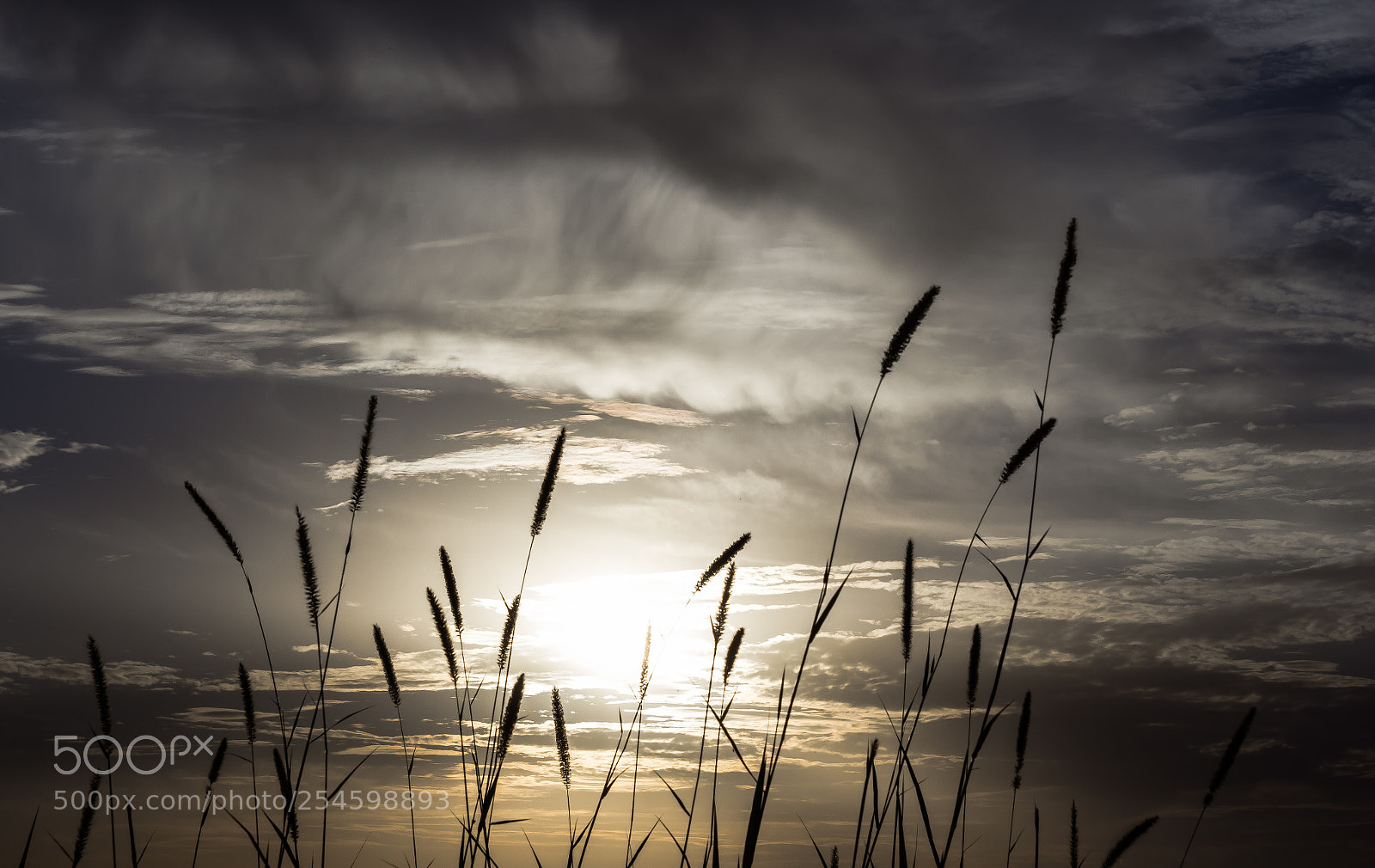 Canon EOS 1200D (EOS Rebel T5 / EOS Kiss X70 / EOS Hi) sample photo. Sunset with plants photography