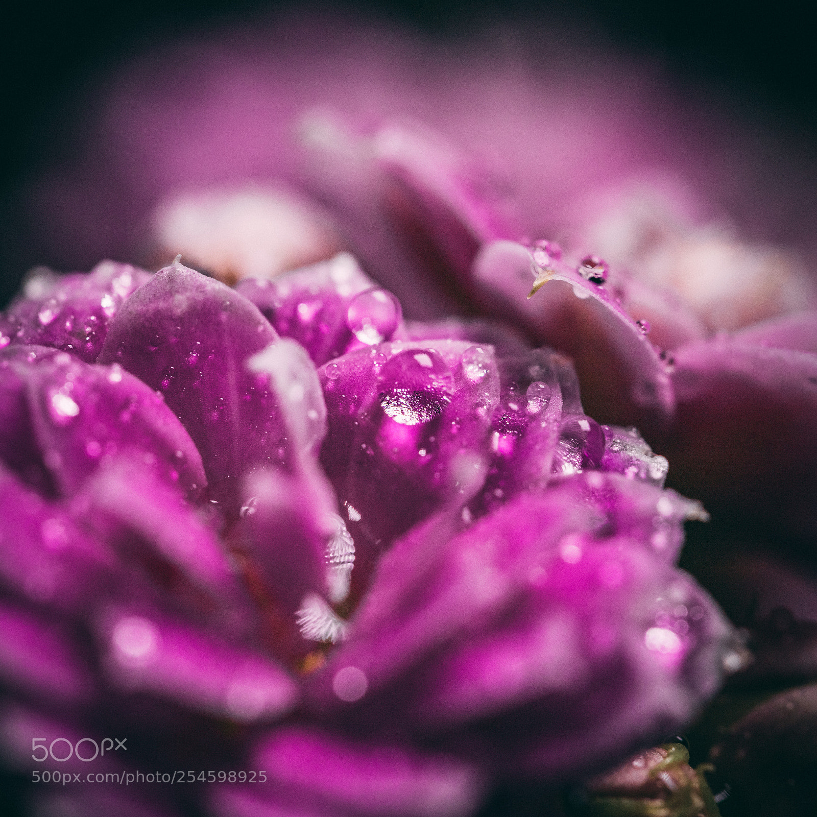Canon EOS 5D Mark IV sample photo. Glistening purple photography