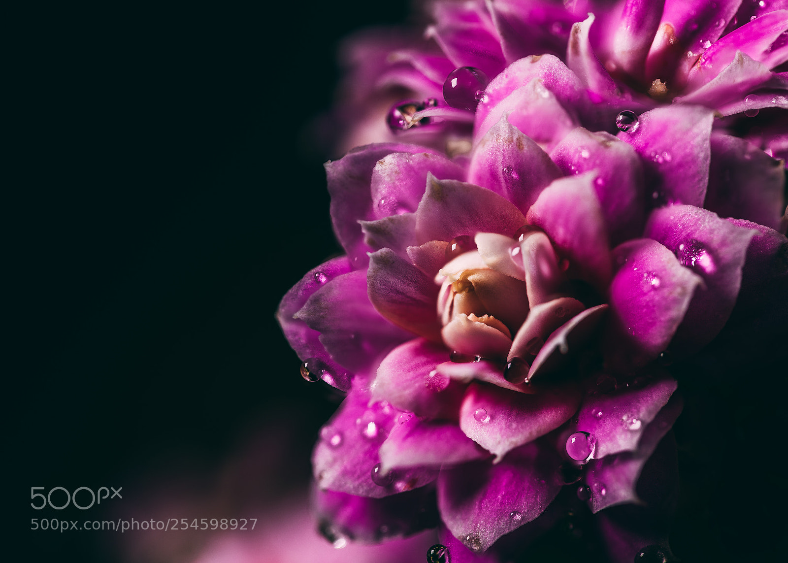 Canon EOS 5D Mark IV sample photo. Kalanchoe head photography