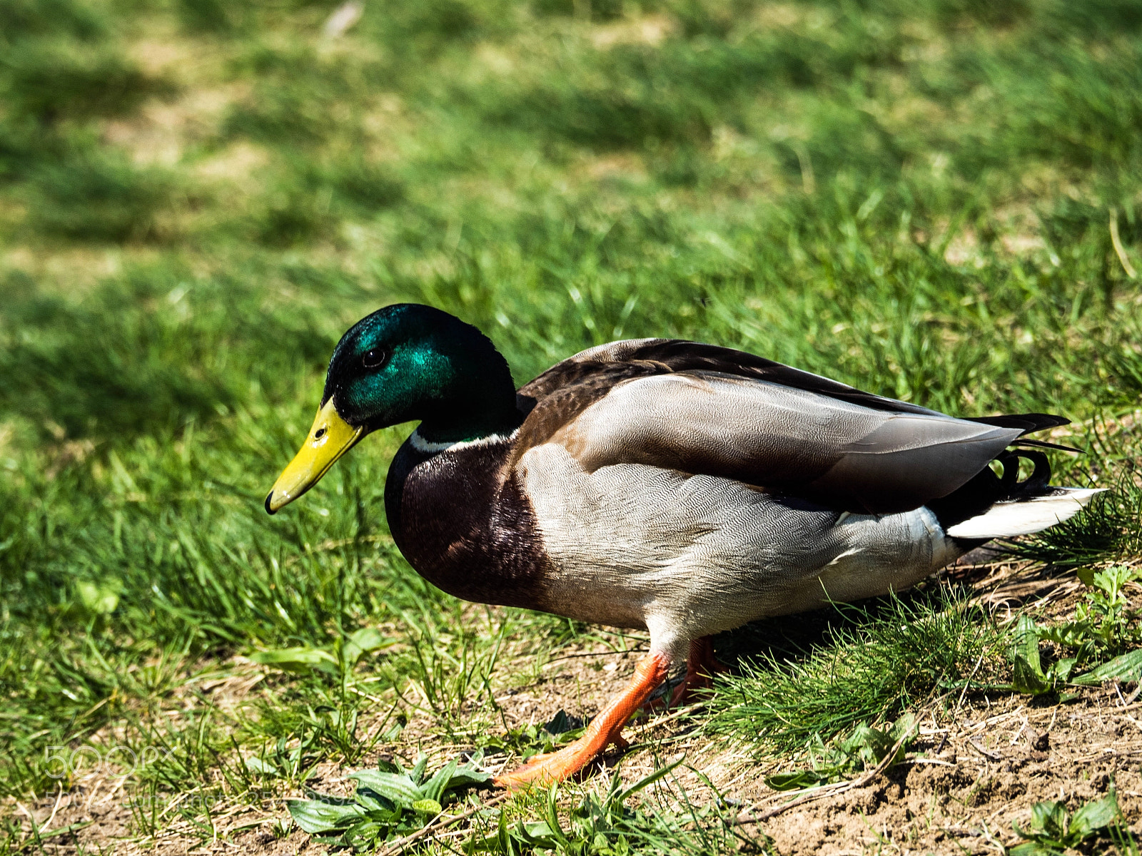 Olympus OM-D E-M5 II sample photo. Olympus digital camera photography