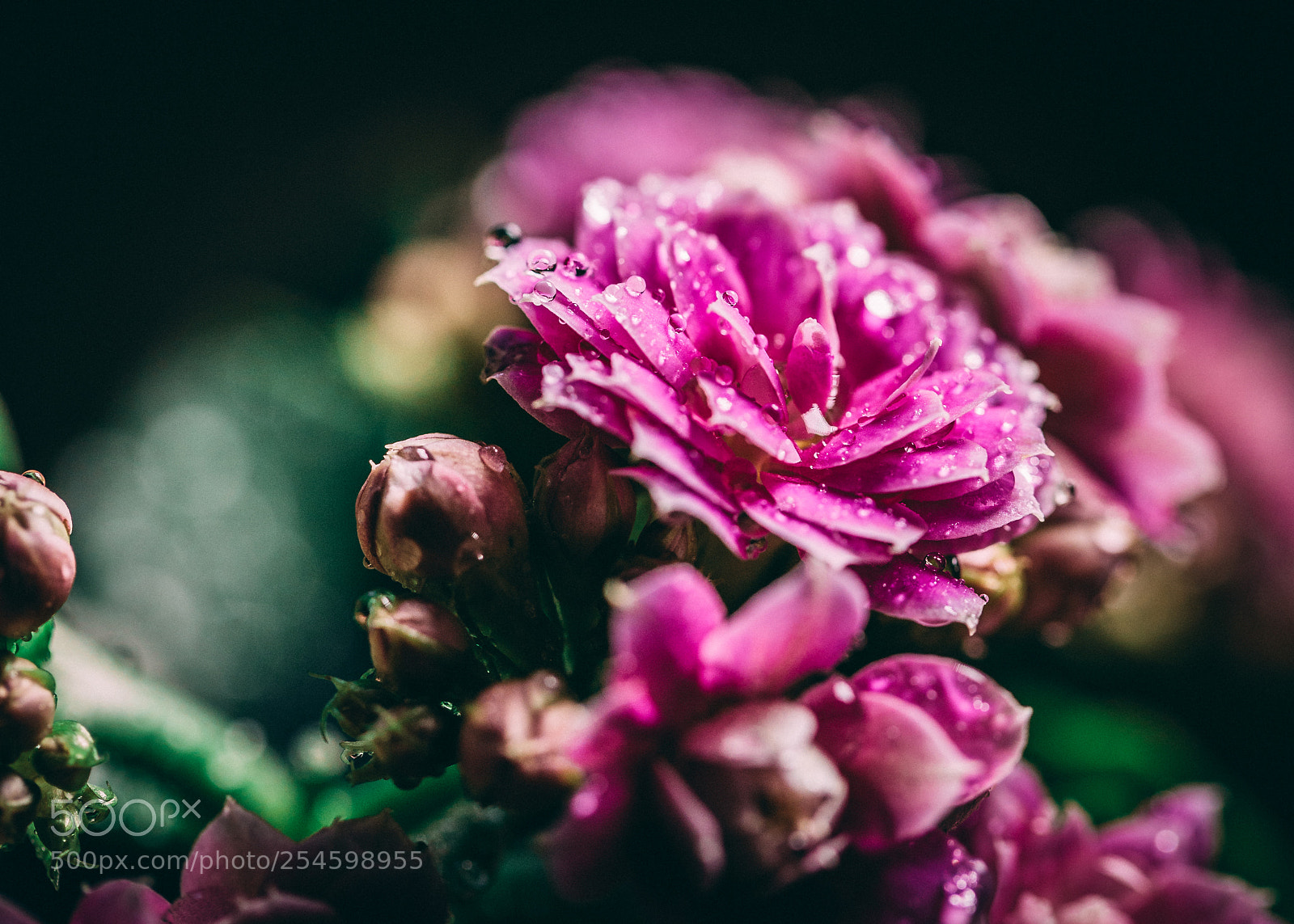 Canon EOS 5D Mark IV sample photo. Kalanchoe photography