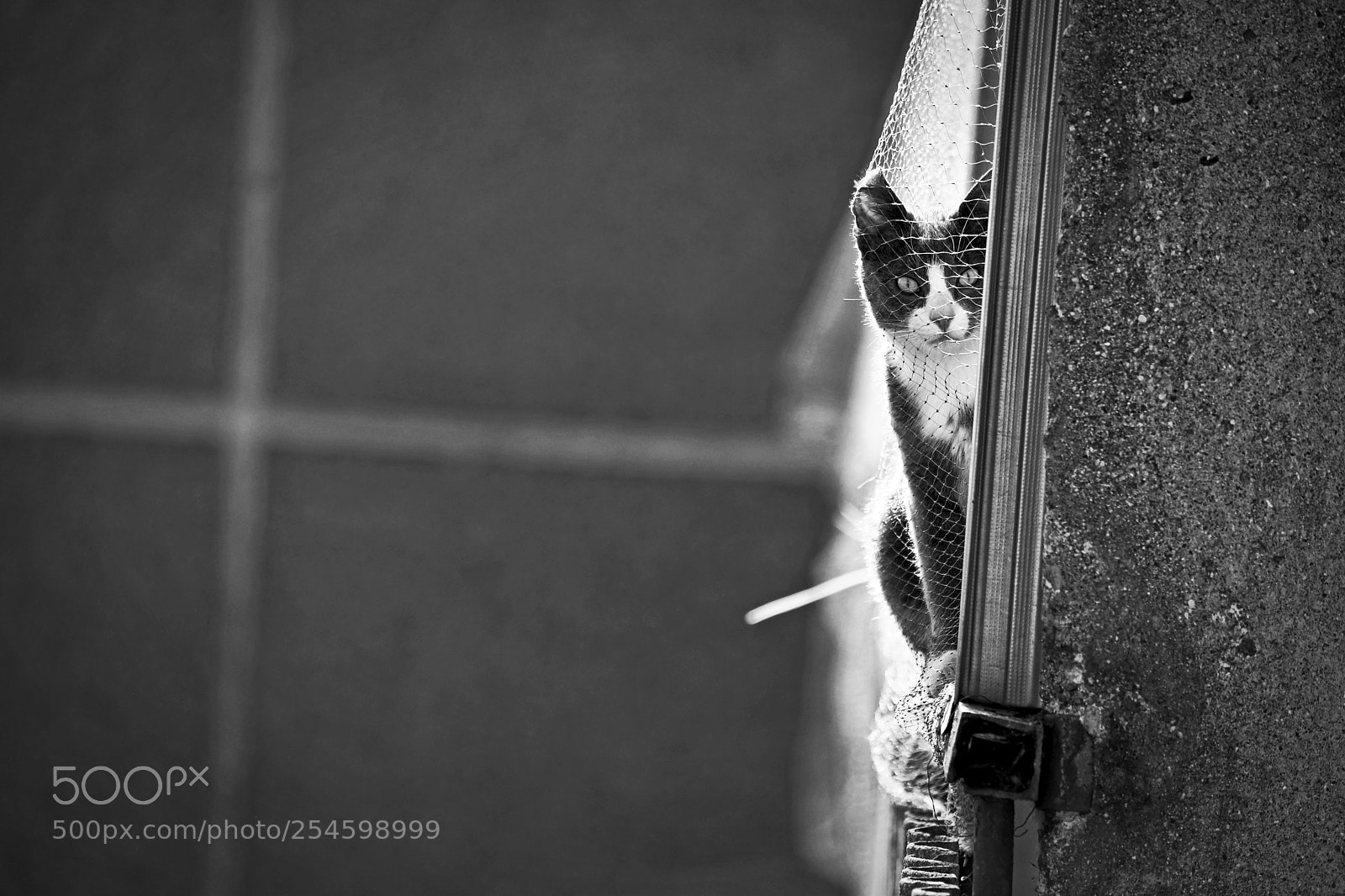 Nikon D610 sample photo. Untitled photography