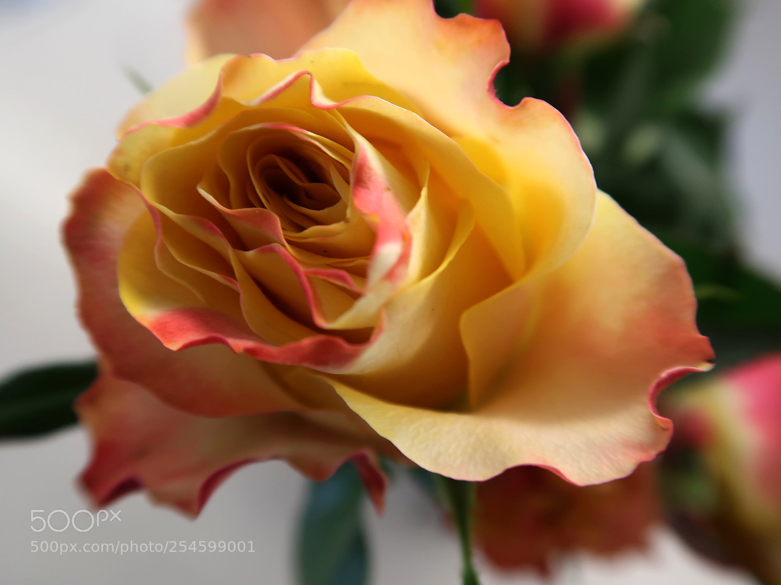 Canon PowerShot G7 X Mark II sample photo. Funny photography