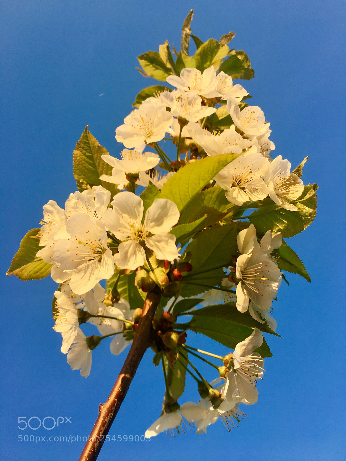 Apple iPhone 6s Plus sample photo. Untitled photography