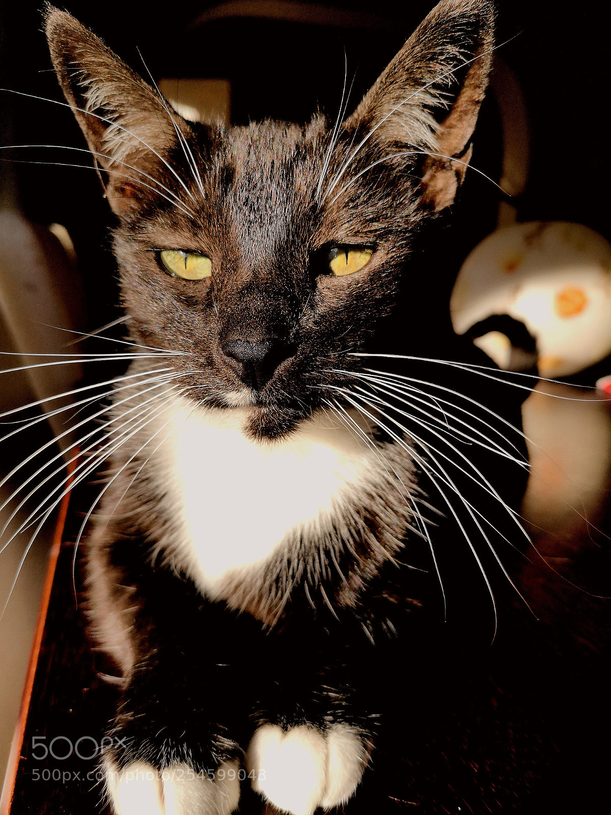 HUAWEI P20 sample photo. Mother cat photography