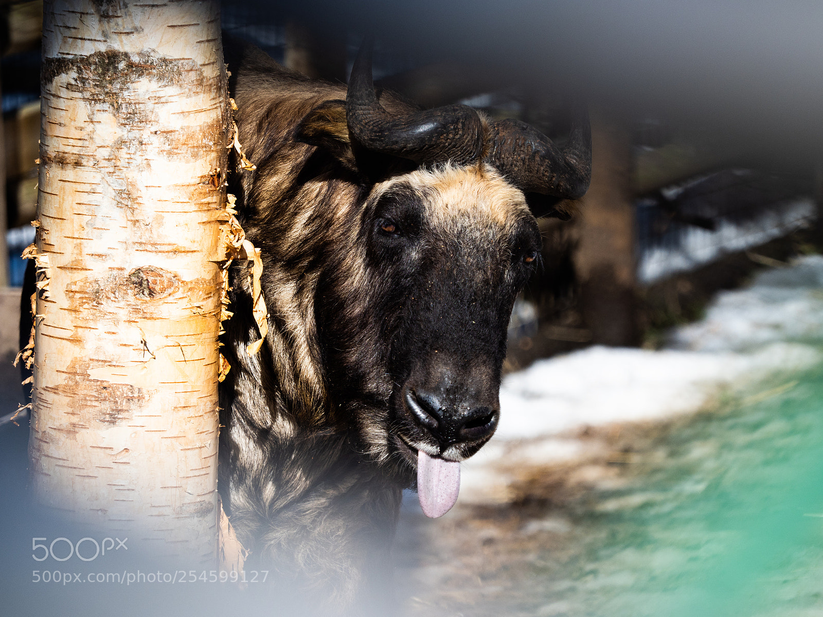 Olympus OM-D E-M1 Mark II sample photo. Nyah nyah! photography